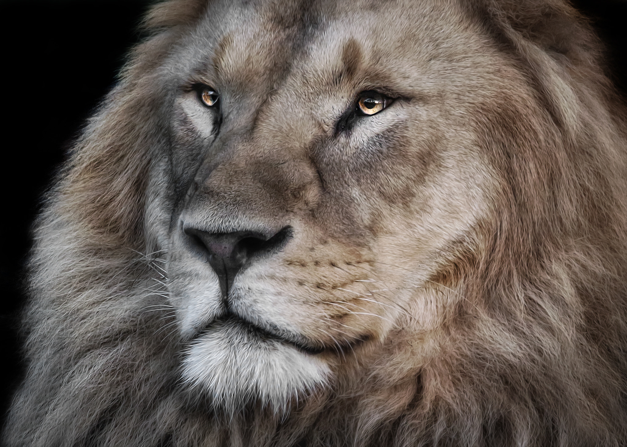 Tamron SP 150-600mm F5-6.3 Di VC USD sample photo. Lion photography