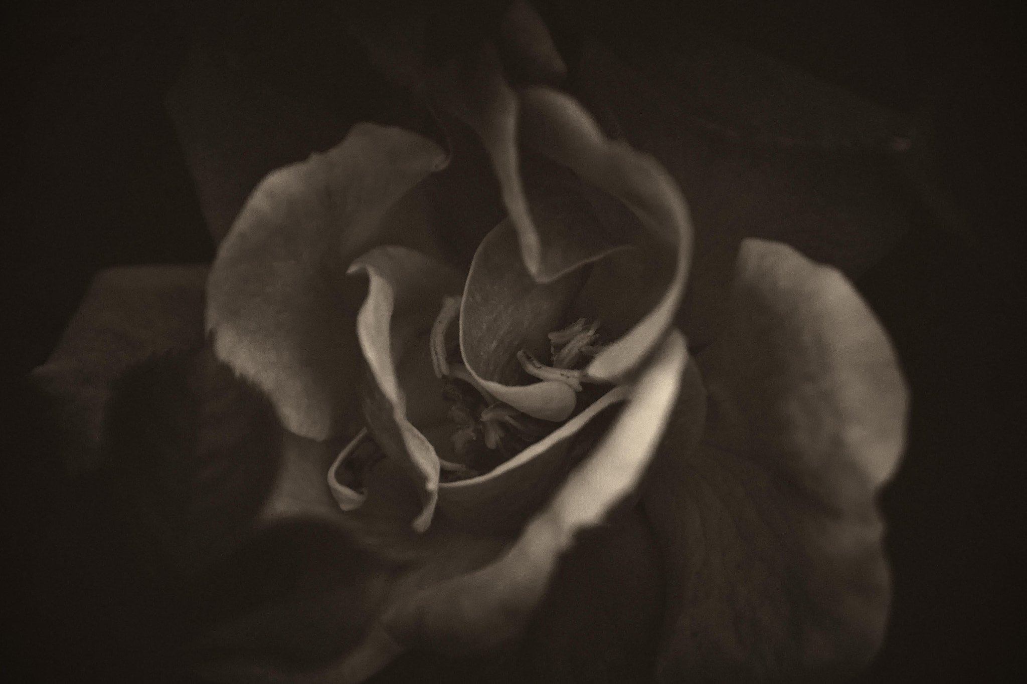 Nikon D7100 sample photo. Sonnet 130 - an interpretation photography