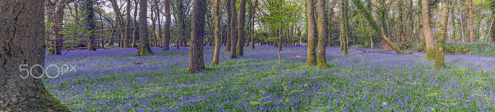 Sigma 10-20mm F4-5.6 EX DC HSM sample photo. Bluebells 2 photography