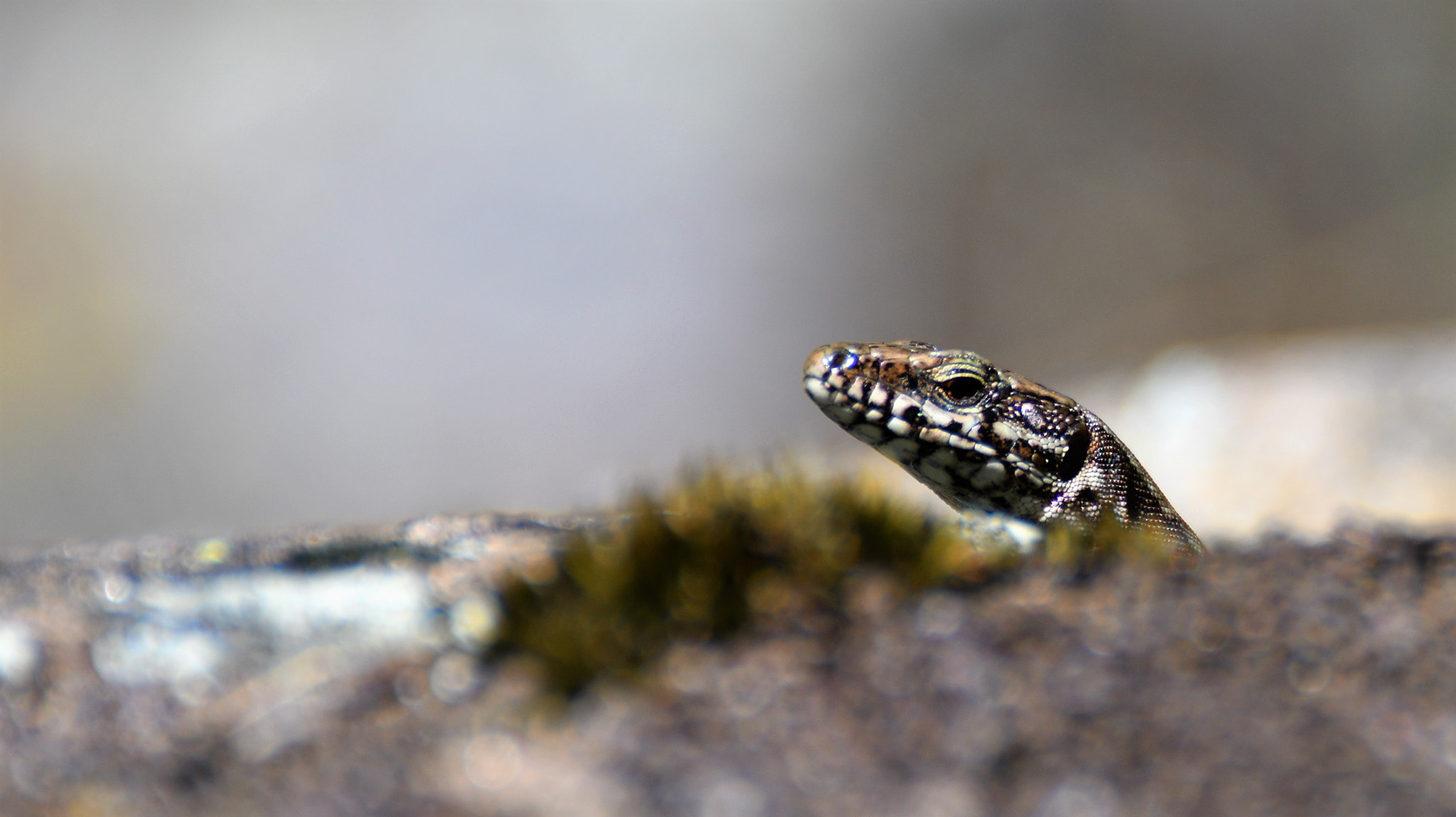 Nikon D500 sample photo. Lézard photography