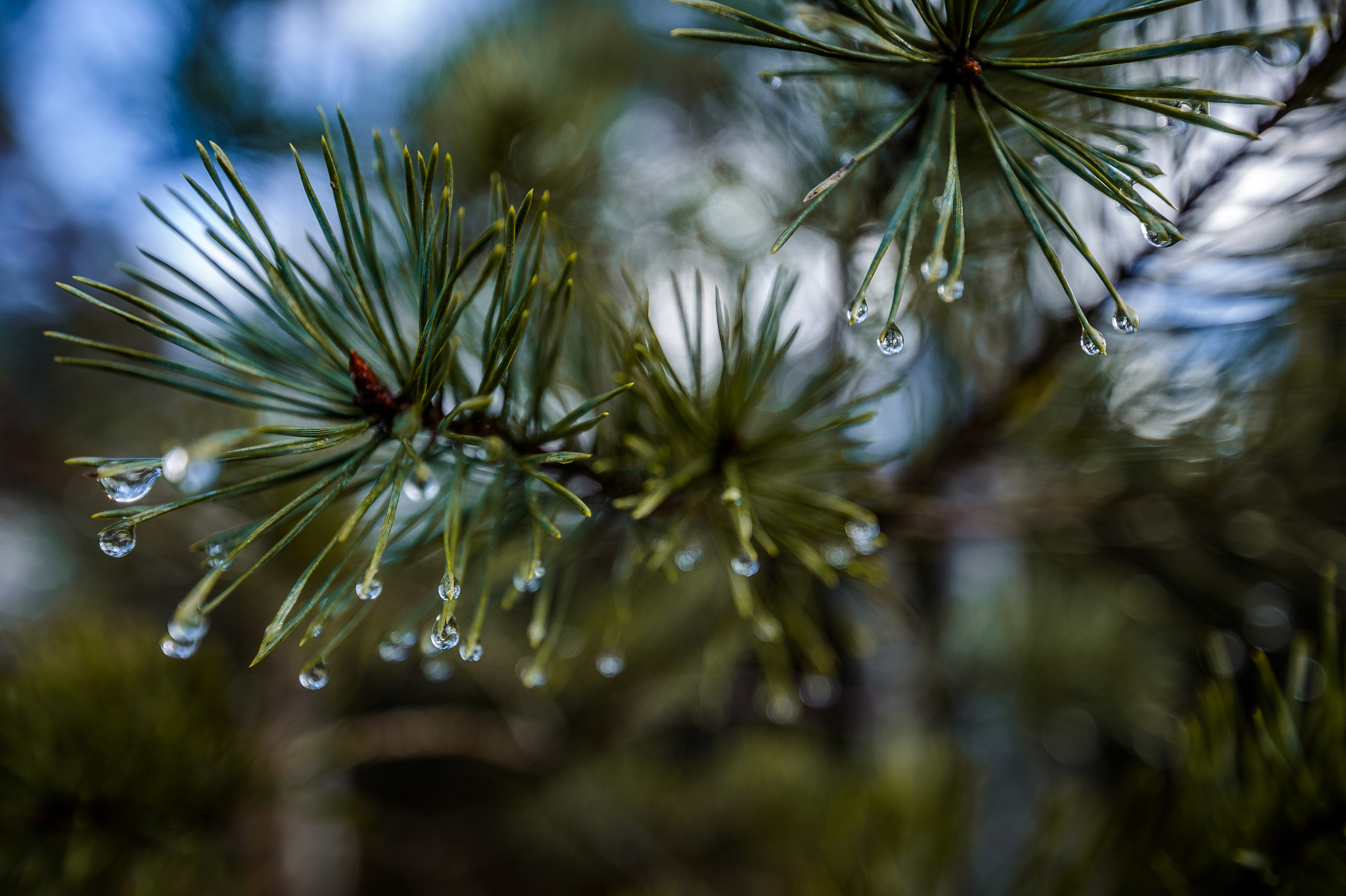 Canon EF 300mm f/2.8L sample photo. After the rain photography