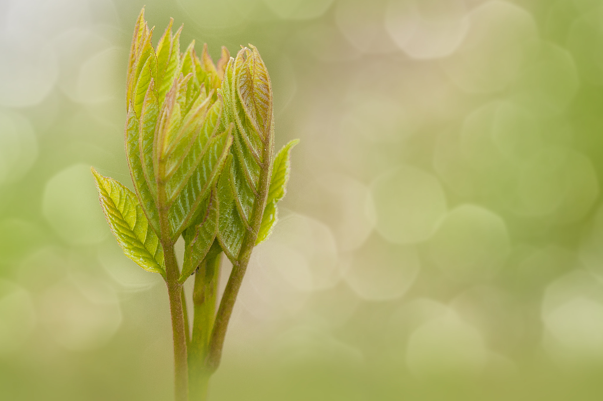 Canon EF 100mm F2.8 Macro USM sample photo. Spring is in the air part ii photography