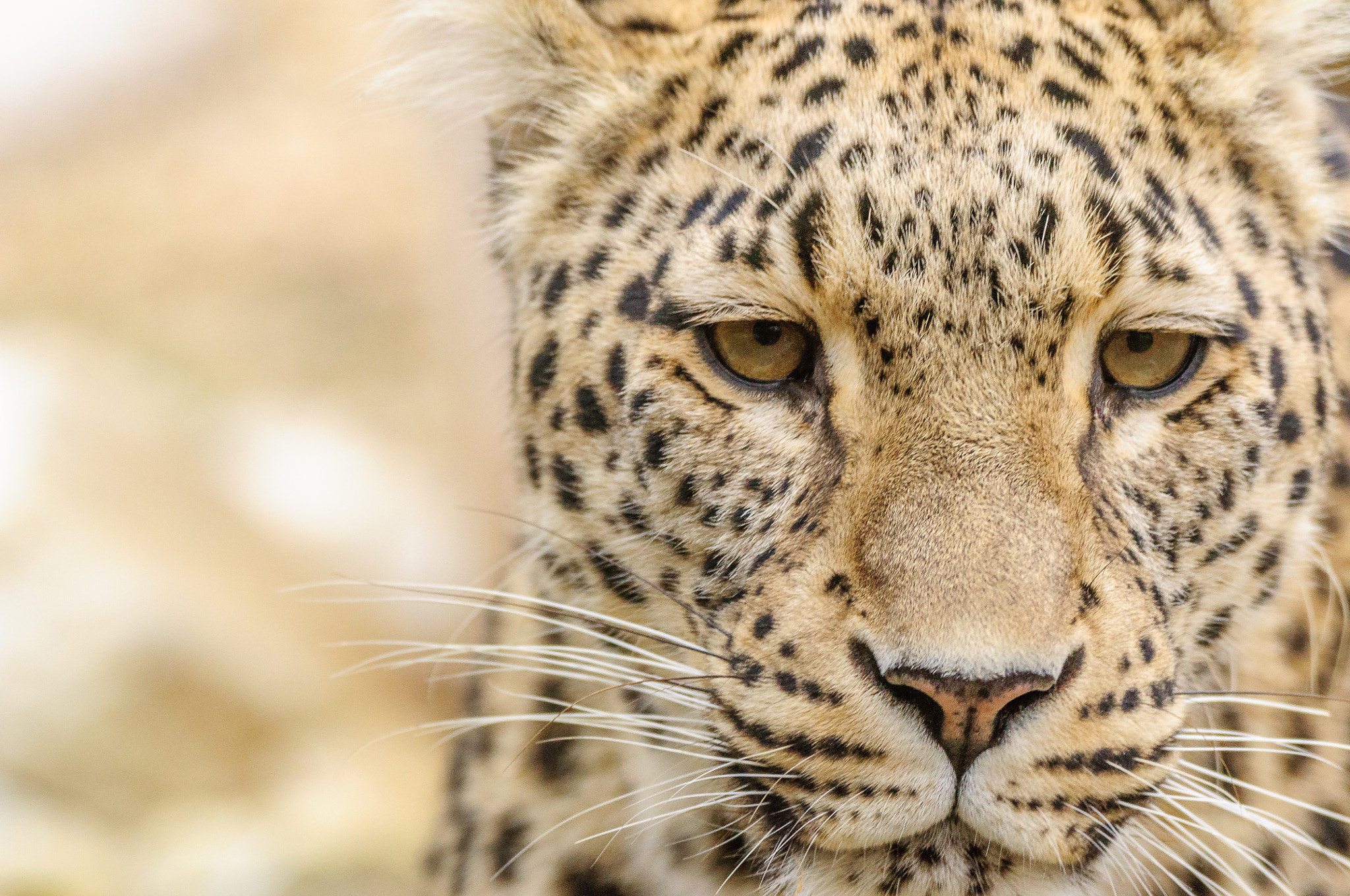 Nikon D5000 + Sigma 150-600mm F5-6.3 DG OS HSM | C sample photo. Leopard photography