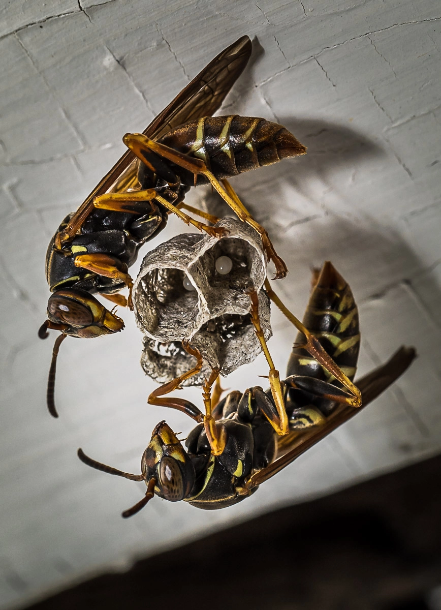 Canon EF 100mm F2.8L Macro IS USM sample photo. Wasps photography