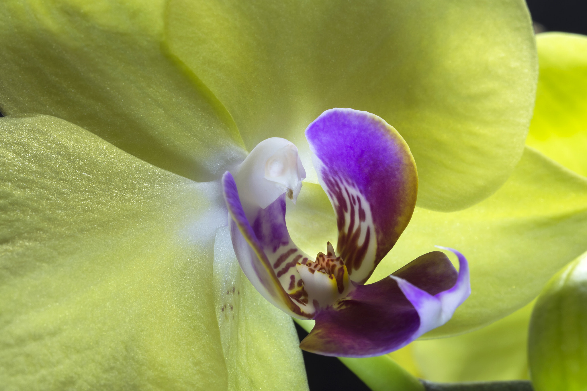 Canon EF 100mm F2.8L Macro IS USM sample photo. Orquidea 10 photography
