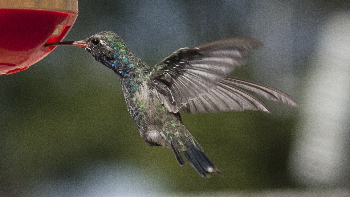 Canon EOS 400D (EOS Digital Rebel XTi / EOS Kiss Digital X) sample photo. Scintillating hummingbird photography