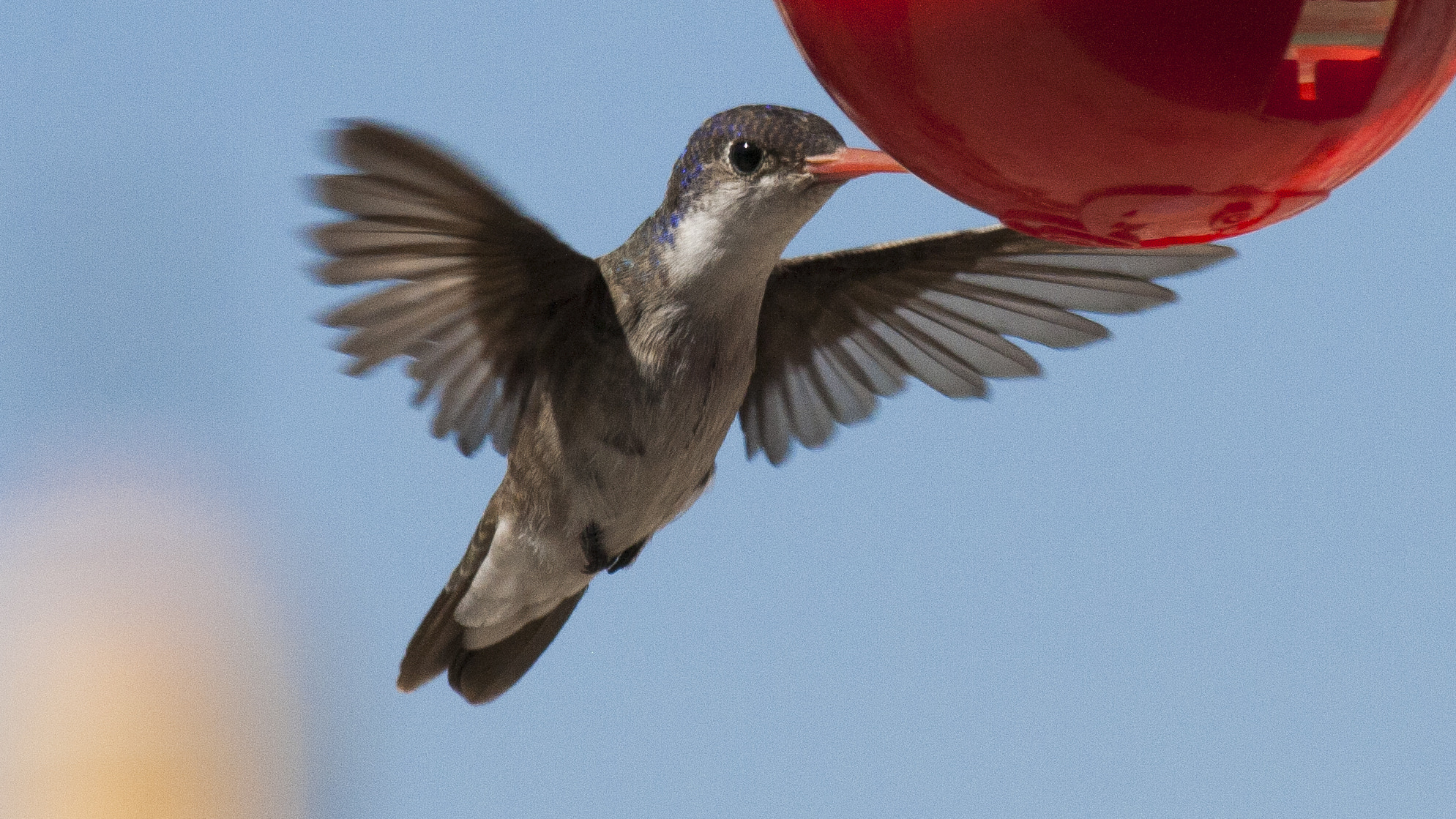 Canon EF-S 55-250mm F4-5.6 IS sample photo. Hummingbird photography