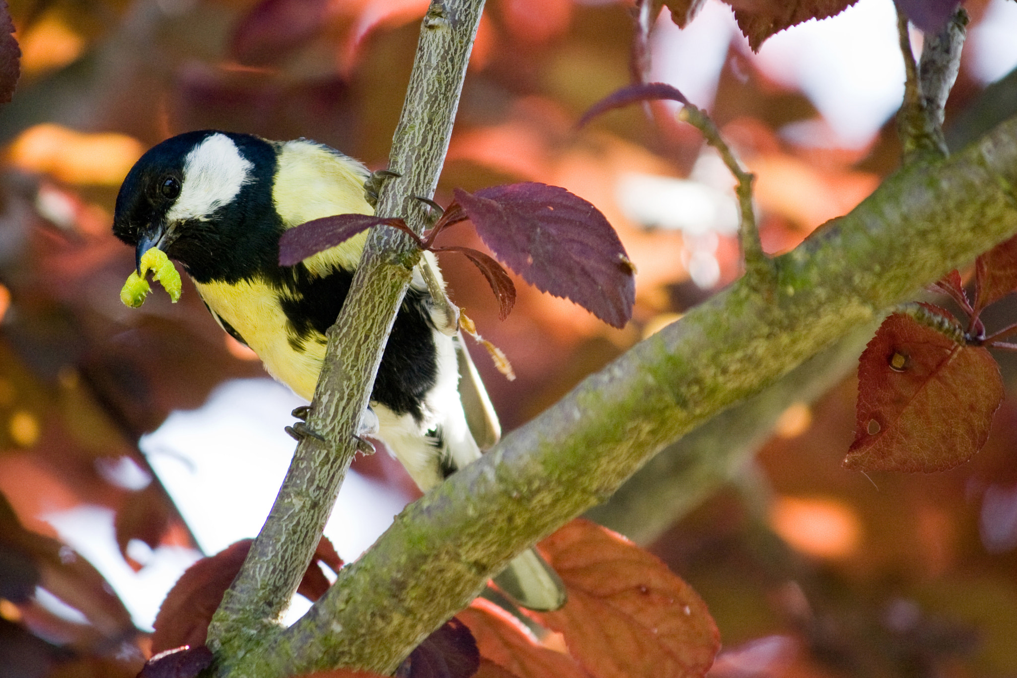 Canon EF-S 55-250mm F4-5.6 IS sample photo. Hungry little bird photography