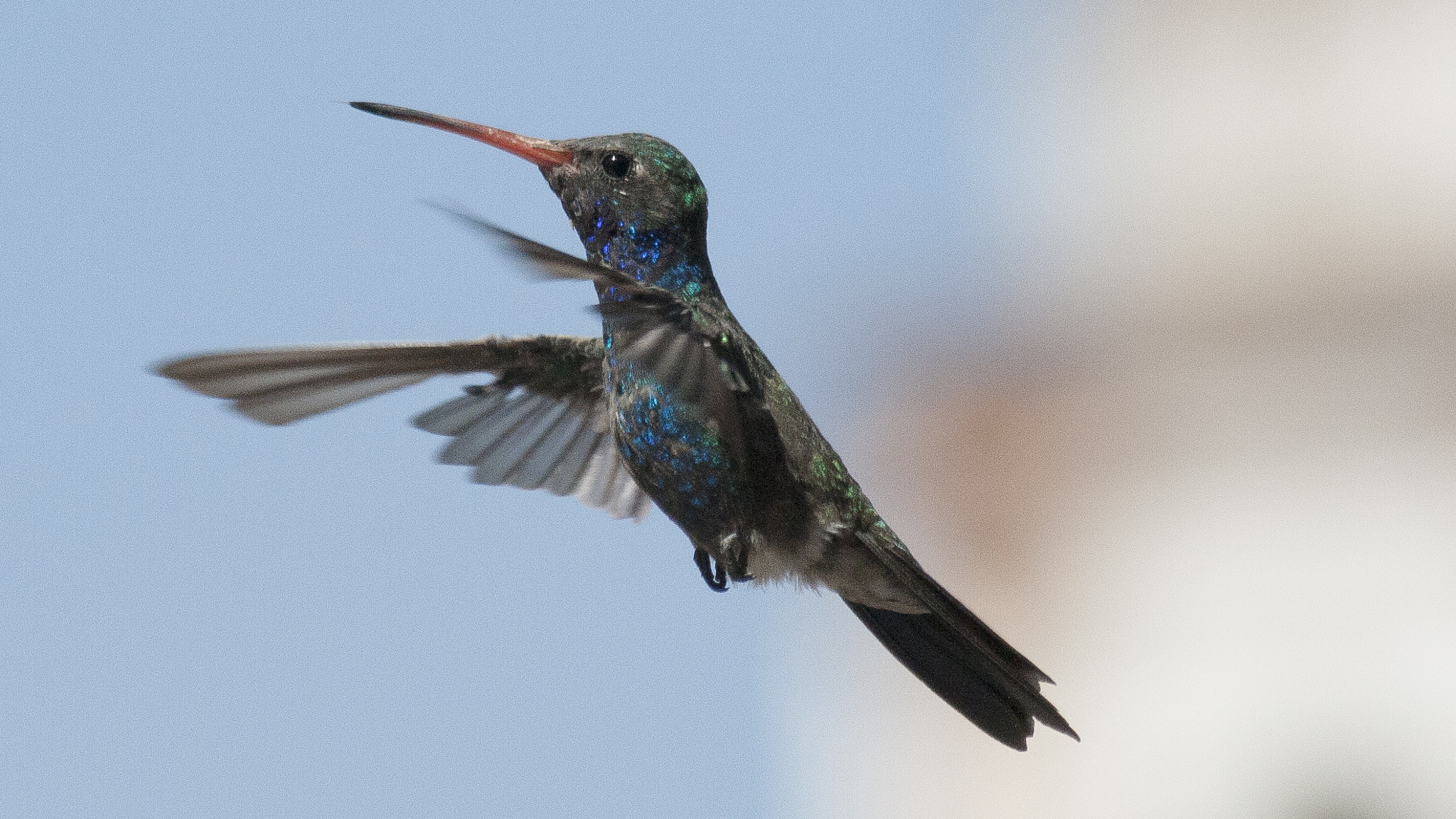 Canon EF-S 55-250mm F4-5.6 IS sample photo. Veteran photography