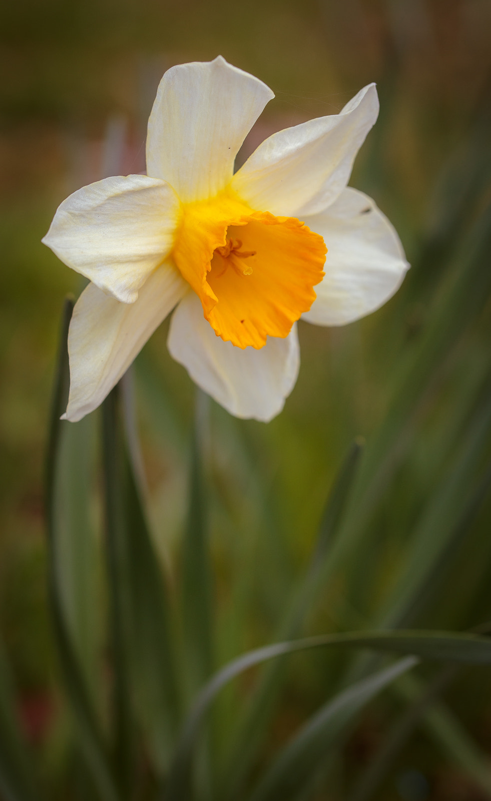 Canon EF 100mm F2.8L Macro IS USM sample photo. *** photography