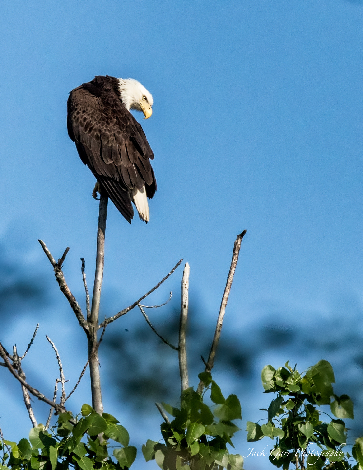 Canon EOS-1D X Mark II sample photo. Bald eagle watching nest photography