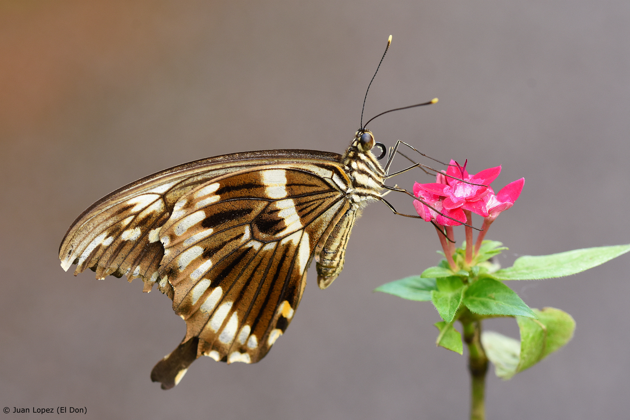 Sigma 105mm F2.8 EX DG OS HSM sample photo. Butterfly photography