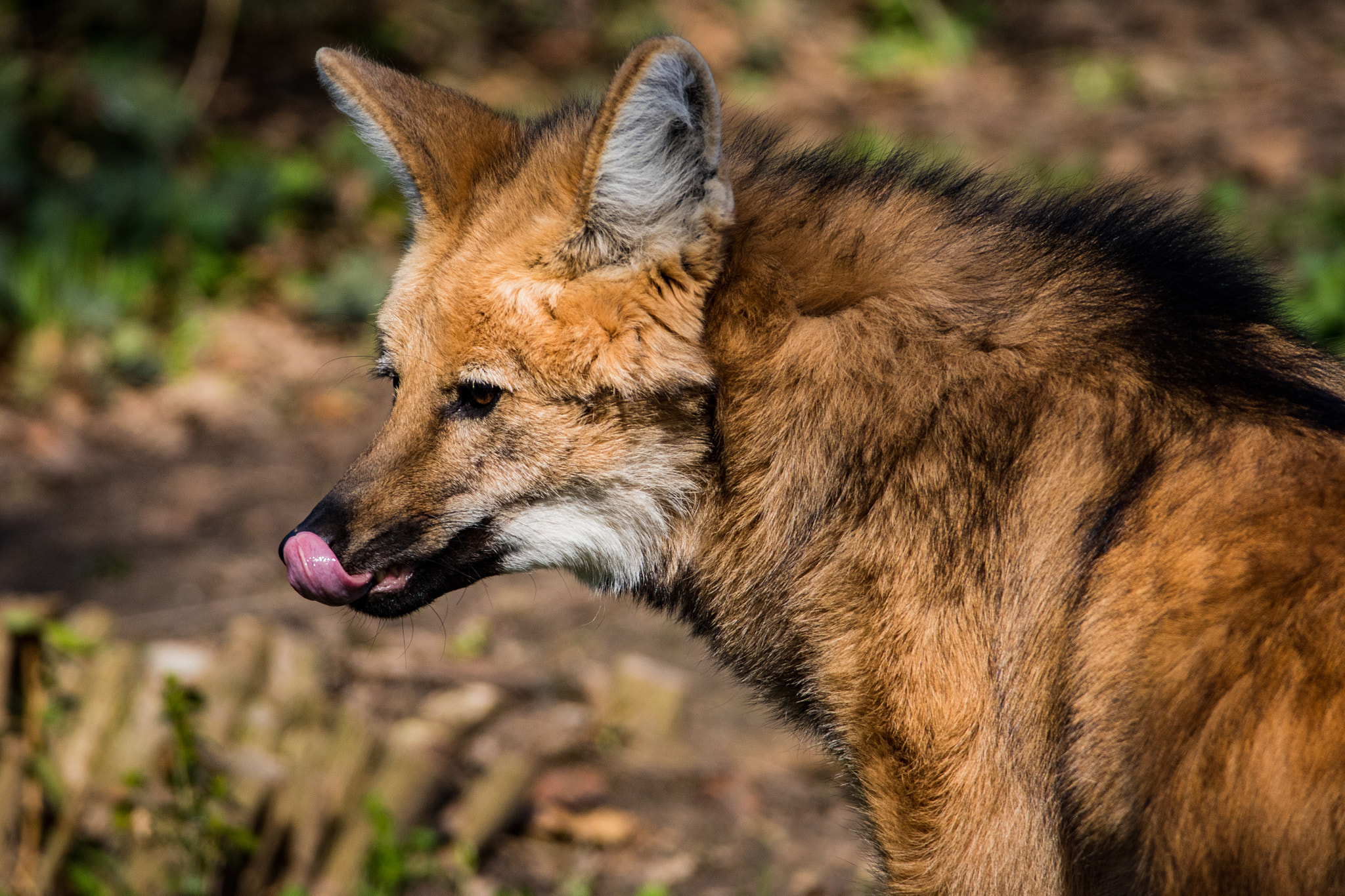 Canon EOS 760D (EOS Rebel T6s / EOS 8000D) sample photo. Maned wolf photography