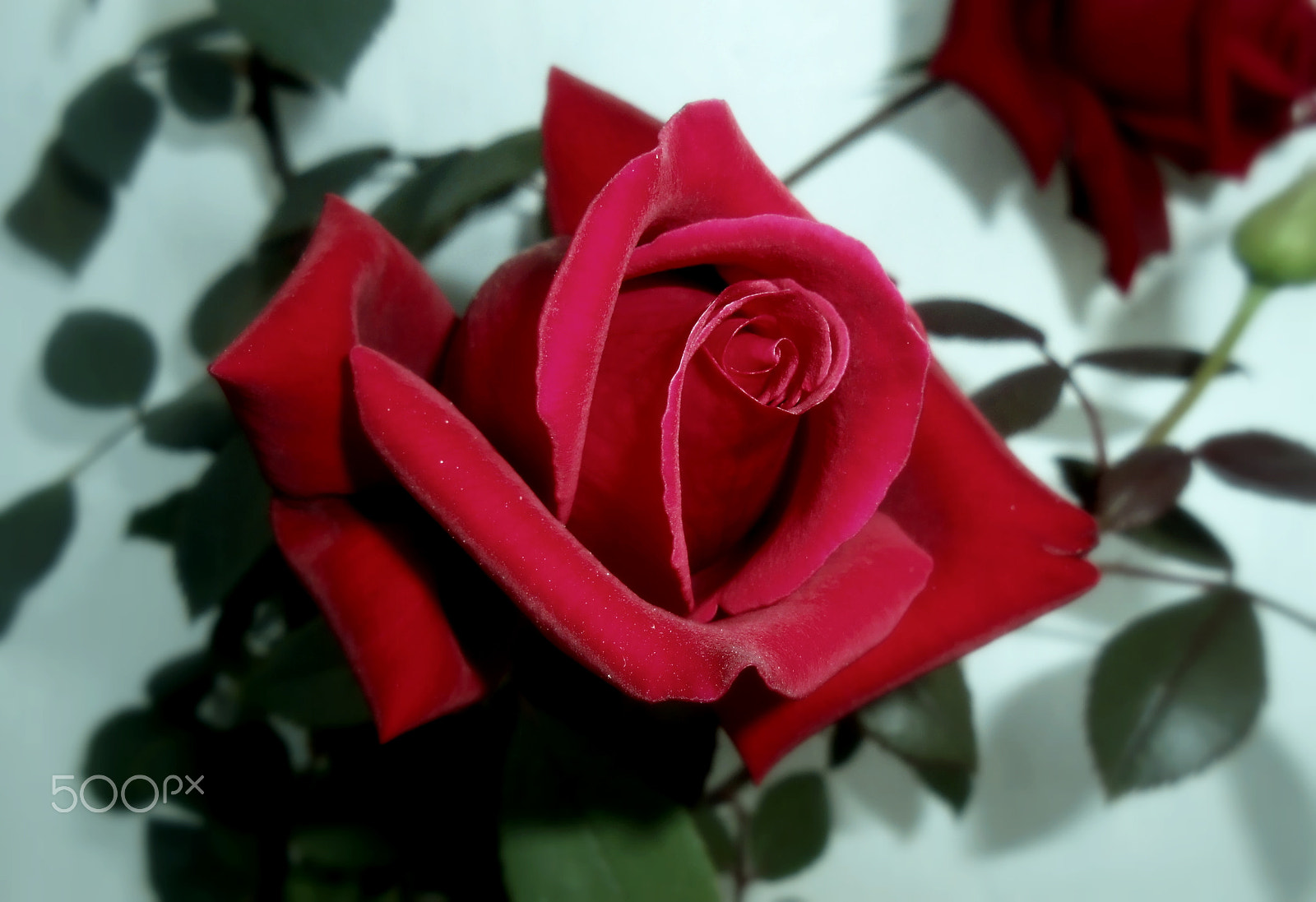 Nikon COOLPIX S2700 sample photo. Red rose photography