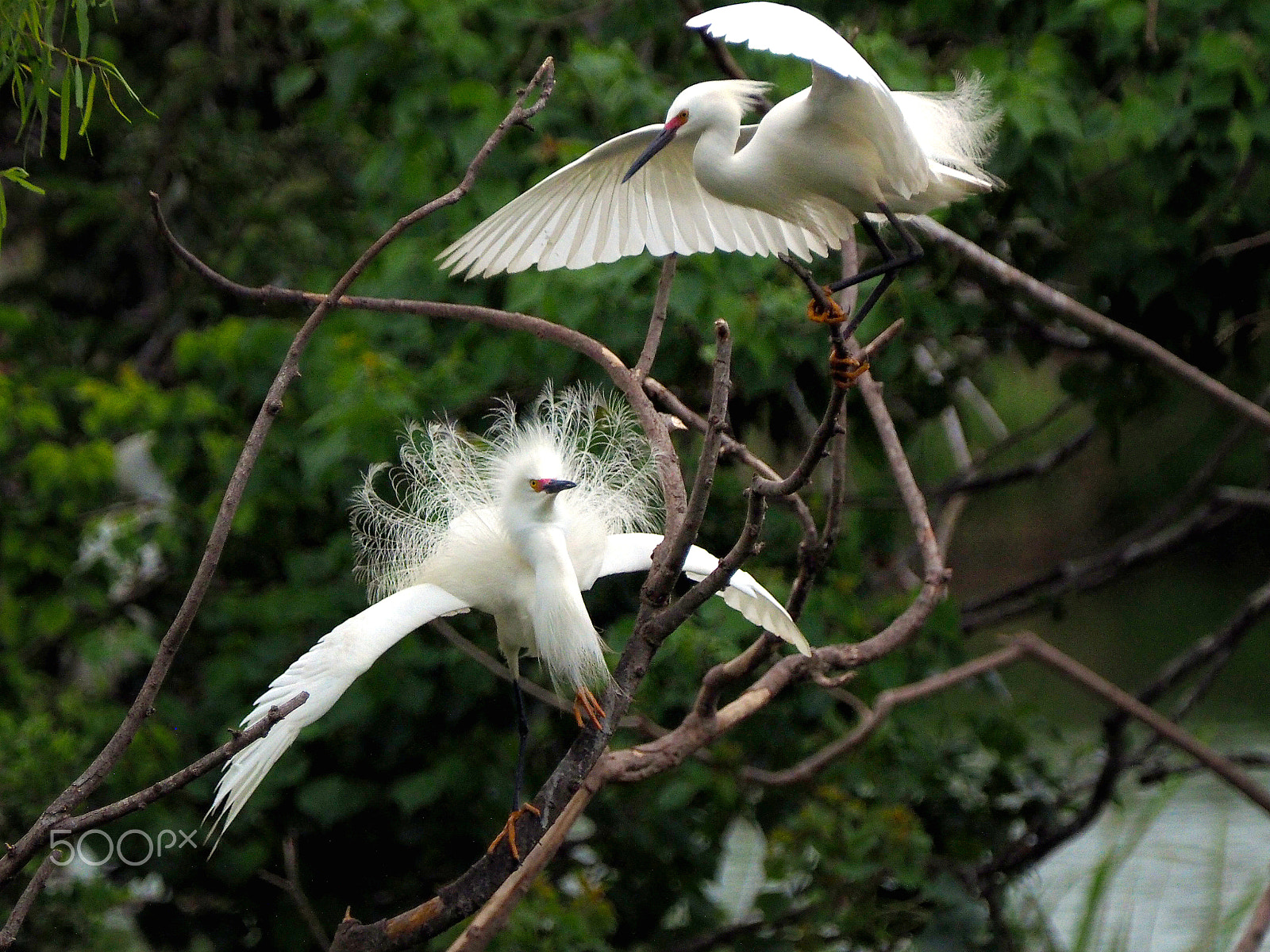 Olympus OM-D E-M1 sample photo. Snowy egrets showing off photography