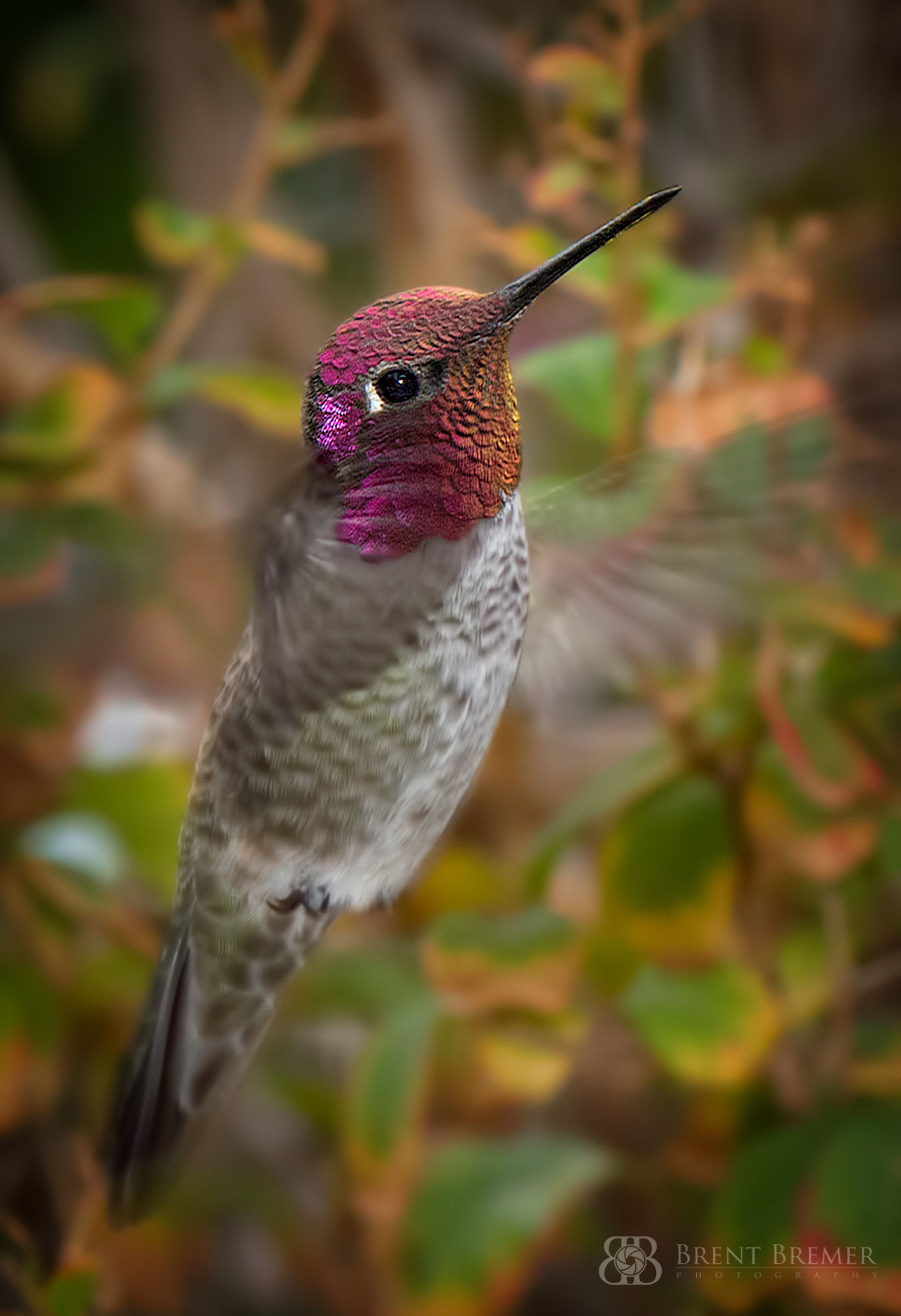 Nikon AF-S Nikkor 70-200mm F2.8G ED VR II sample photo. Hummingbird in flight photography