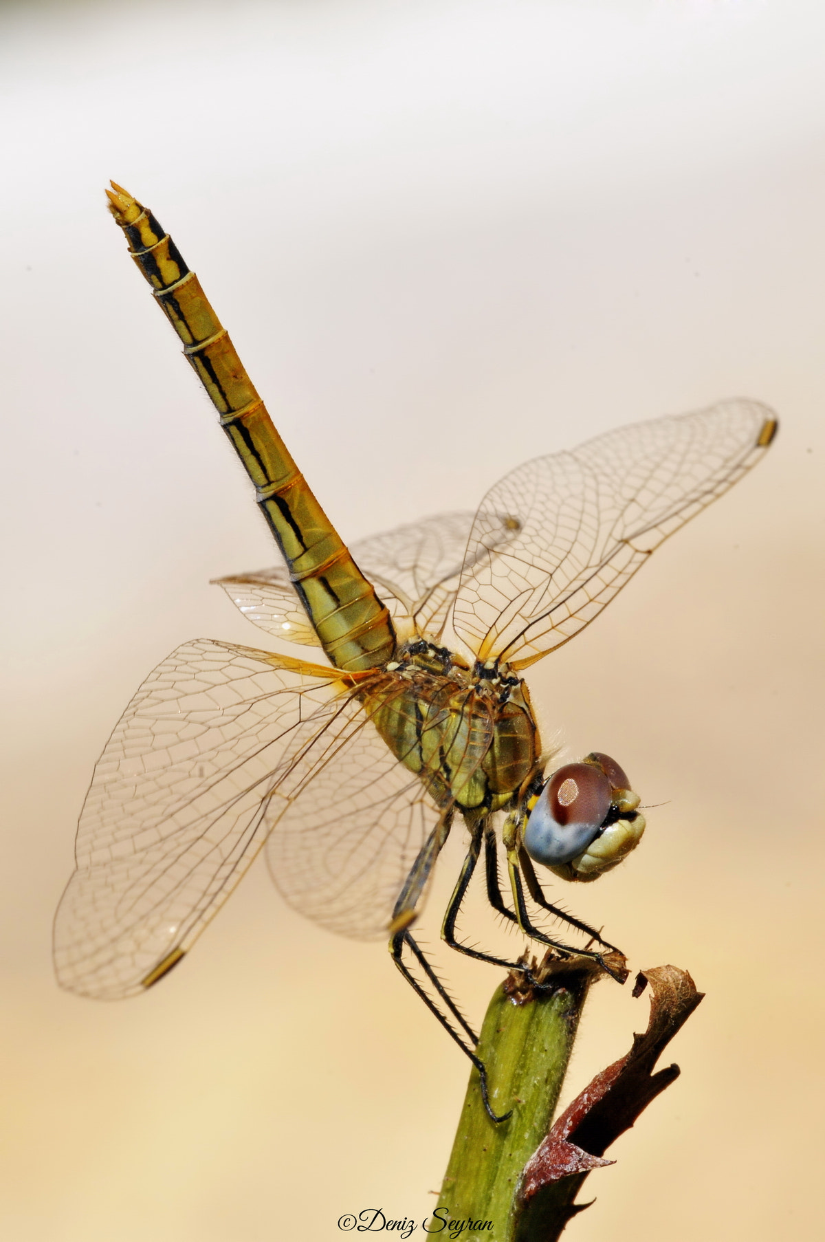 Nikon D300 + Sigma 150mm F2.8 EX DG Macro HSM sample photo. Dragonfly-yusufçuk photography