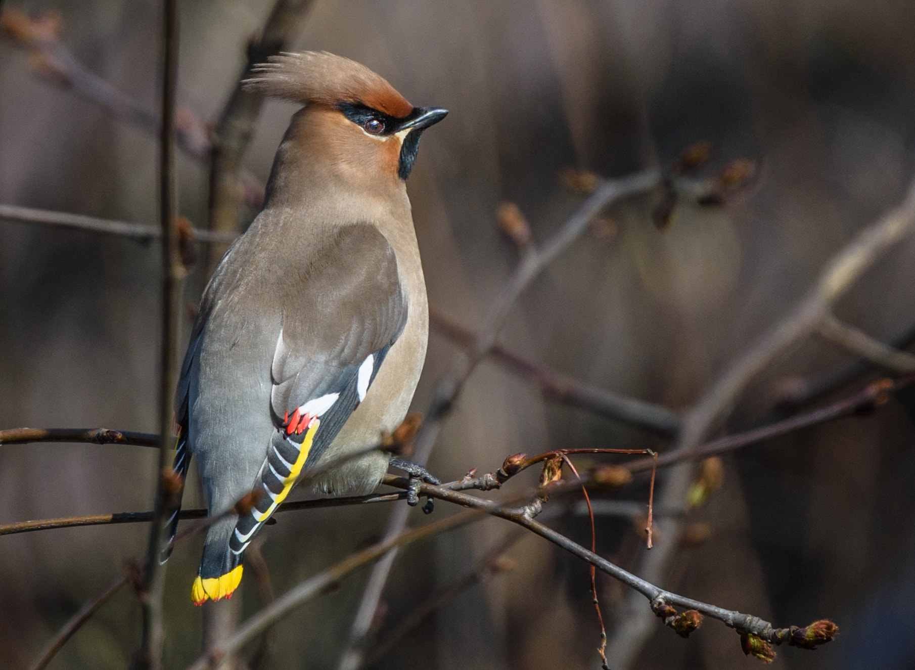 Nikon Nikkor AF-S 300mm F4E PF ED VR sample photo. Свиристель photography