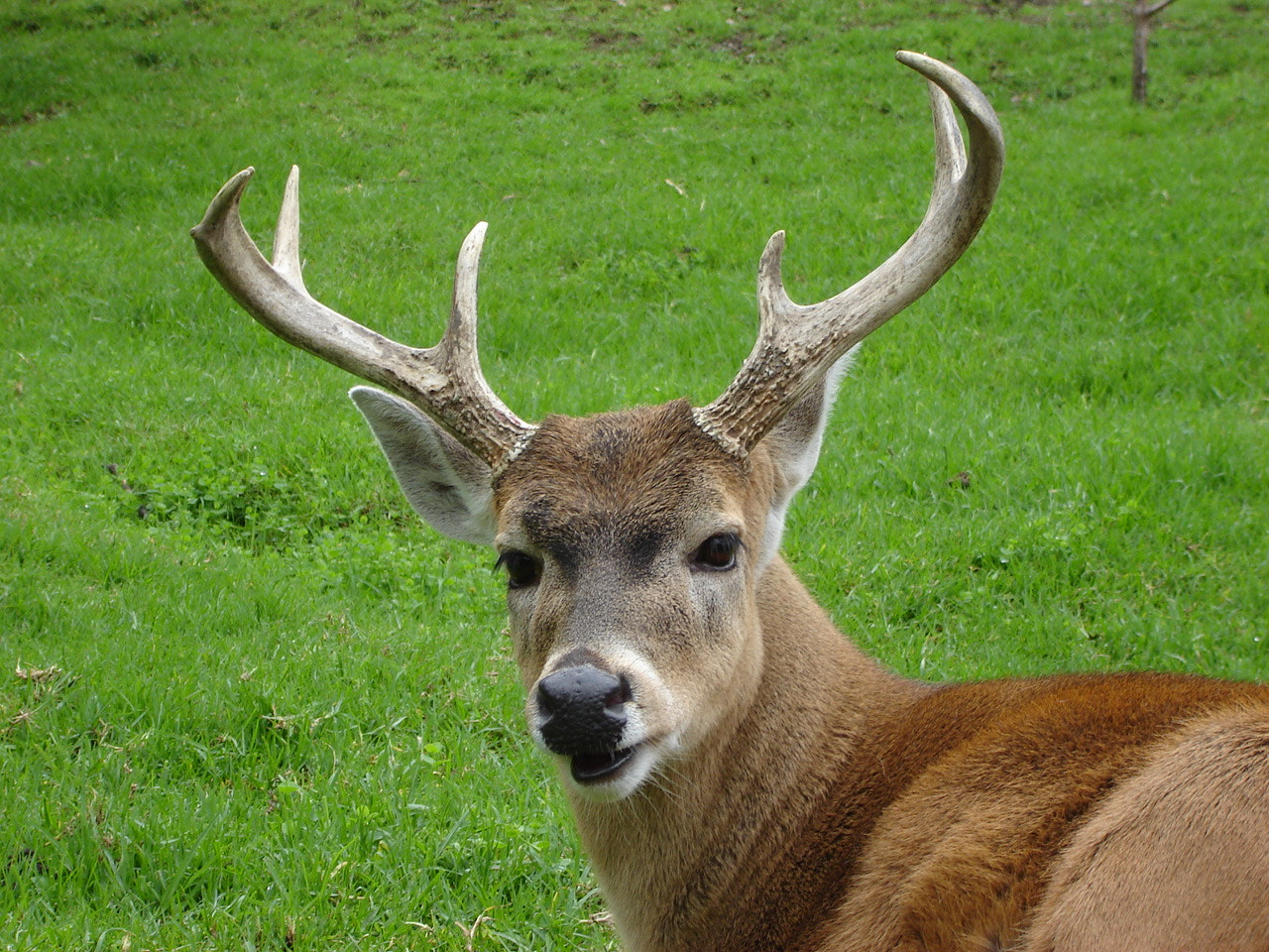 Sony DSC-S90 sample photo. Venado photography