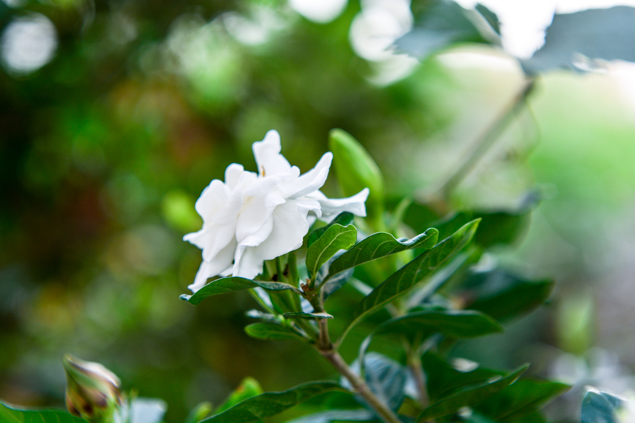 Sigma 70-200mm F2.8 EX DG OS HSM sample photo. Fhd_5266-2.jpg photography