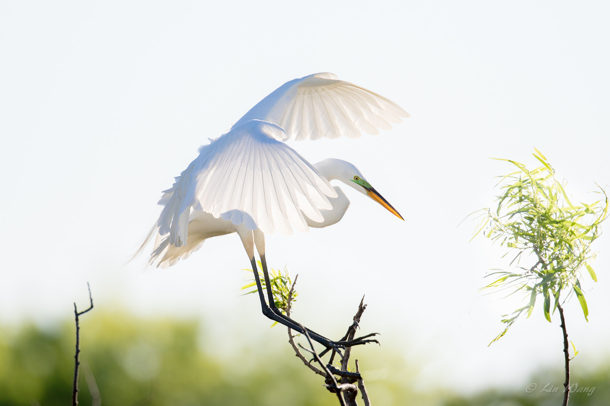 Canon EF 300mm F2.8L IS II USM sample photo. Untitled photography
