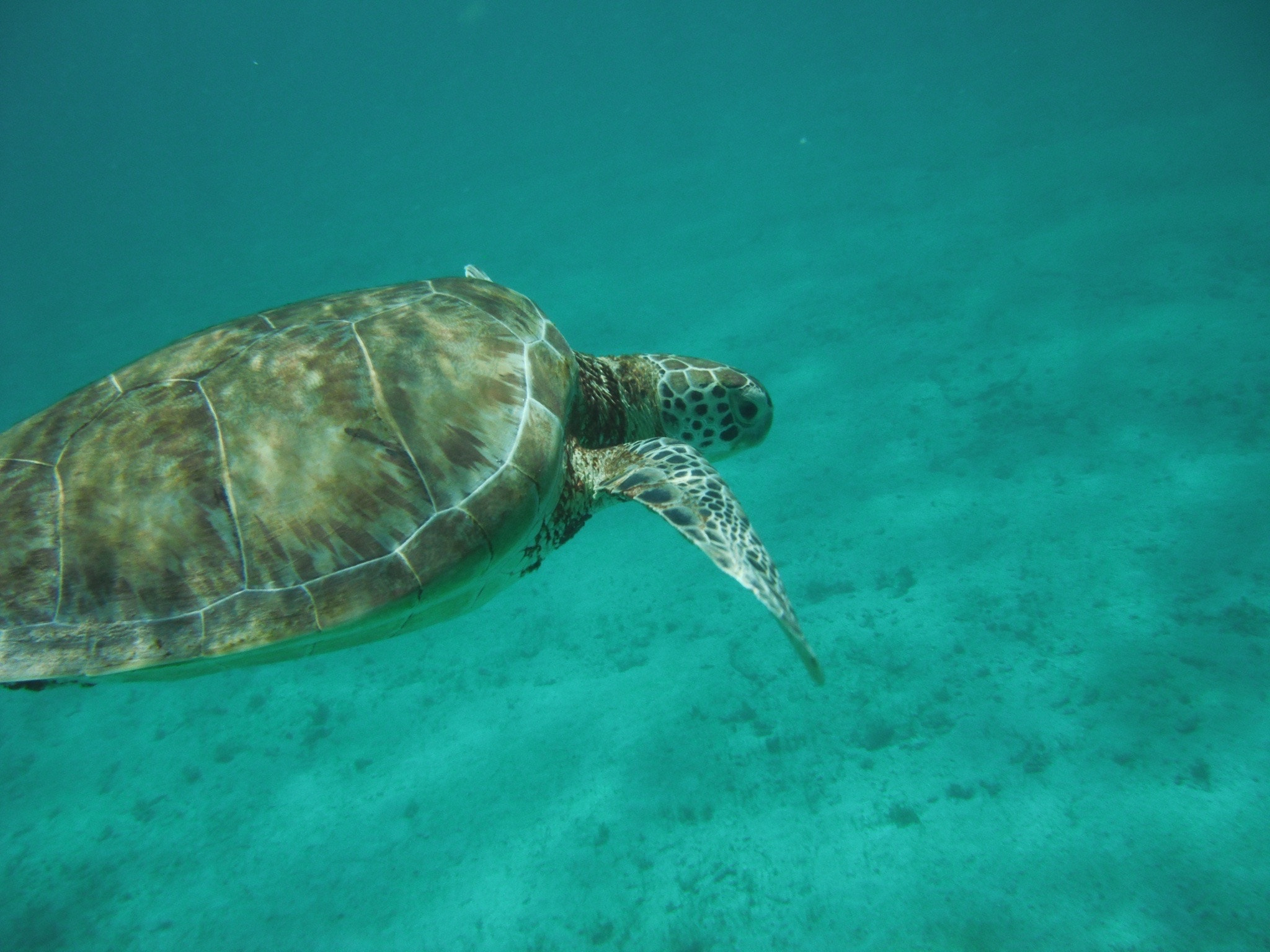 FujiFilm FinePix XP10 (FinePix XP11) sample photo. Sea turtle in gualeloupe, carribean islands photography