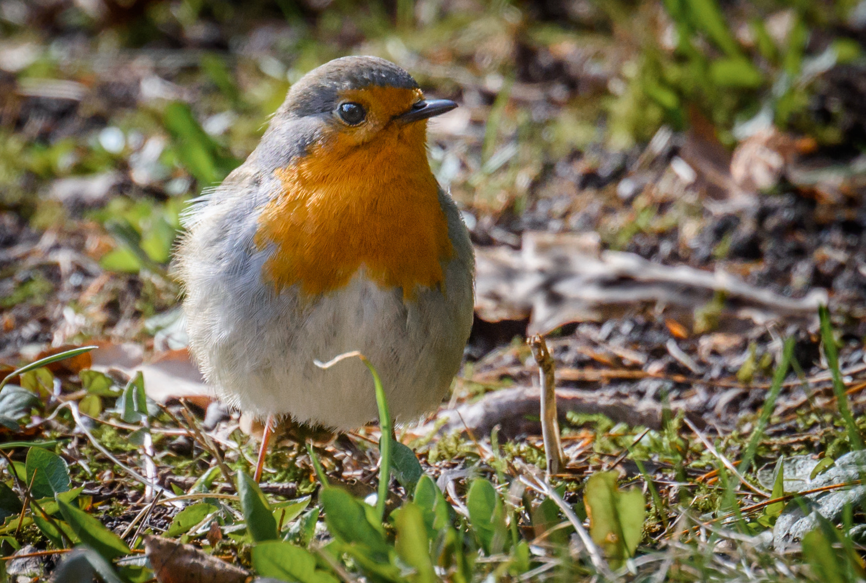 Nikon D7200 + Nikon Nikkor AF-S 300mm F4E PF ED VR sample photo. Малиновка photography