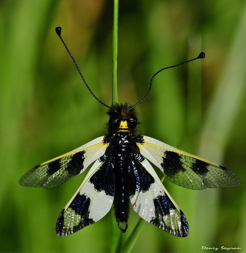 Nikon D300 + Sigma 150mm F2.8 EX DG Macro HSM sample photo. Baykuş sineği -  libelloides macaronius photography