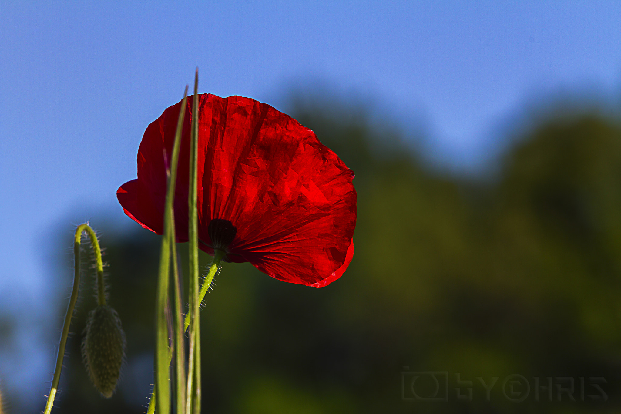 Canon EF 70-200mm F2.8L IS USM sample photo. Coquelicot photography