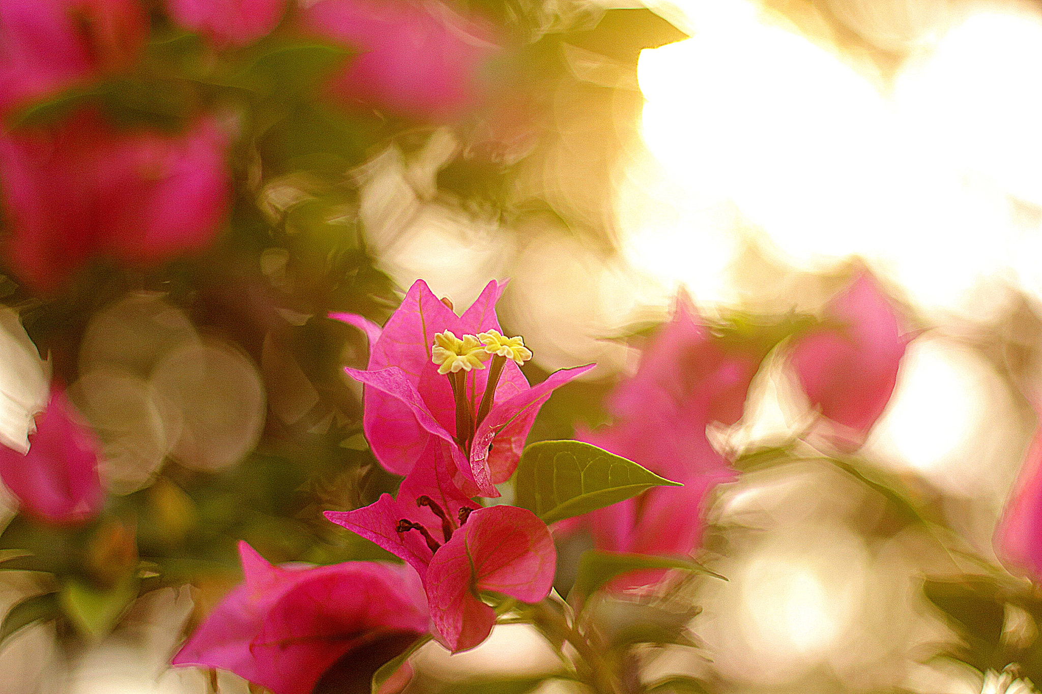 Canon EOS 750D (EOS Rebel T6i / EOS Kiss X8i) + Canon EF 50mm F1.8 II sample photo. Bougainvillea photography