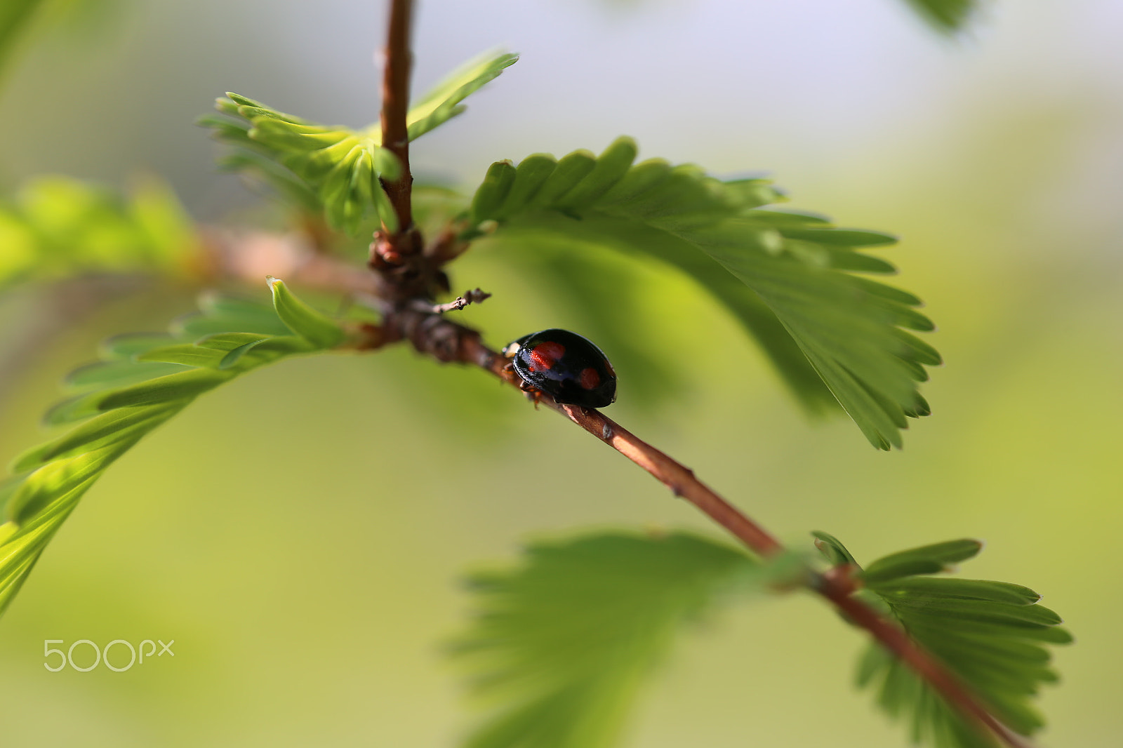 Canon EOS 6D + Sigma 105mm F2.8 EX DG OS HSM sample photo. Kaefer photography