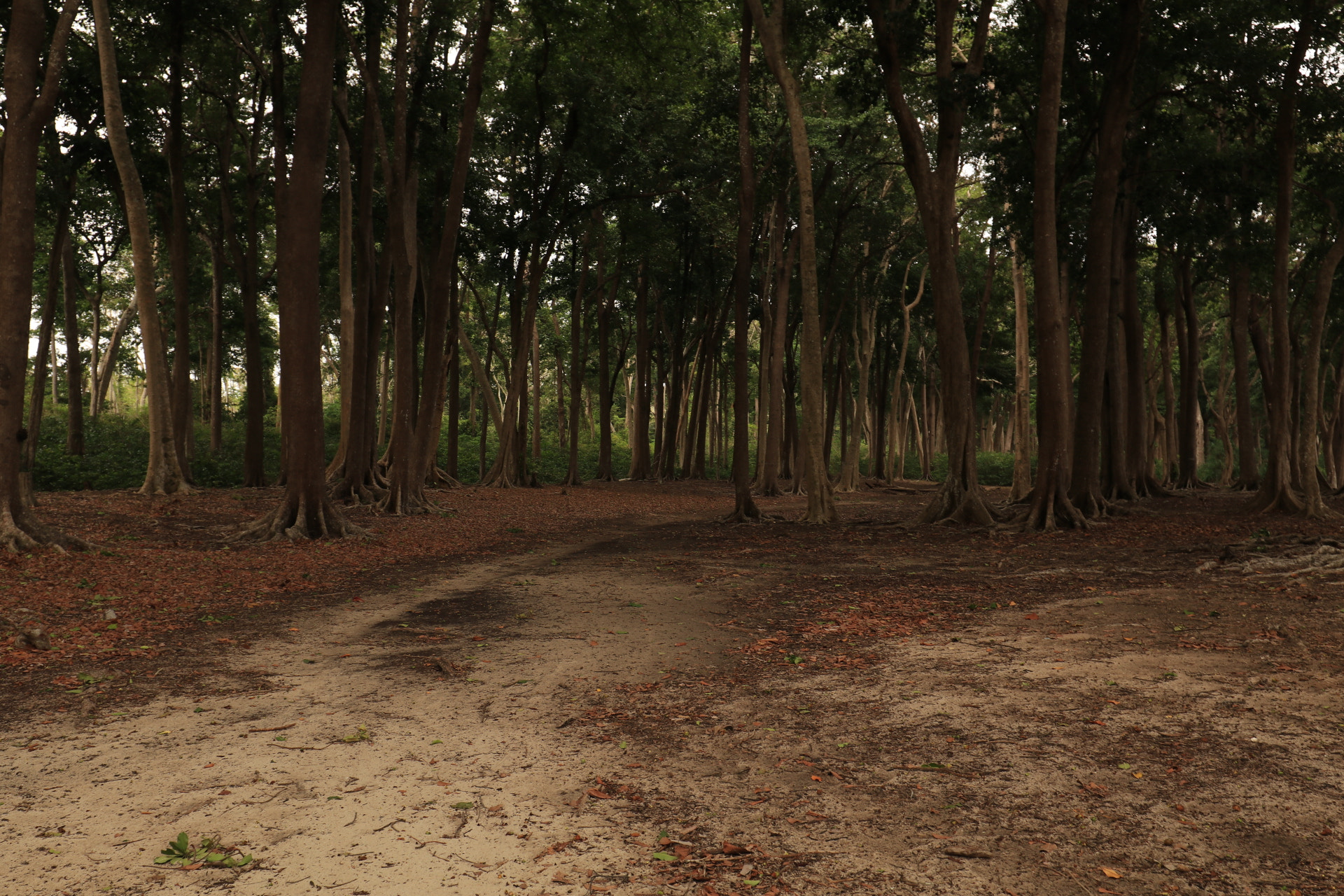 Canon EF 16-35mm F4L IS USM sample photo. Deep in the woods photography
