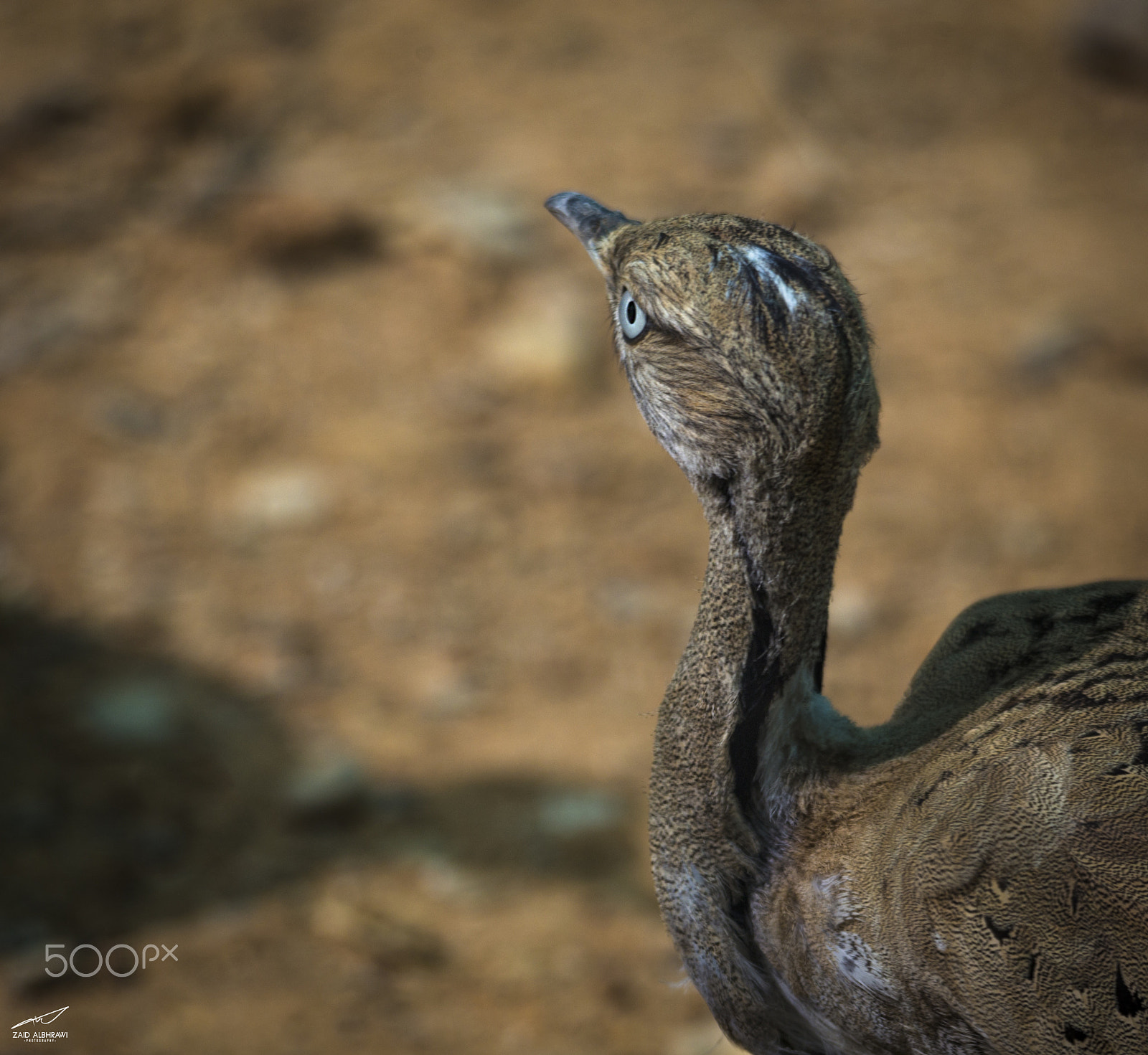 Sigma 150-500mm F5-6.3 DG OS HSM sample photo. Safari in jordan photography