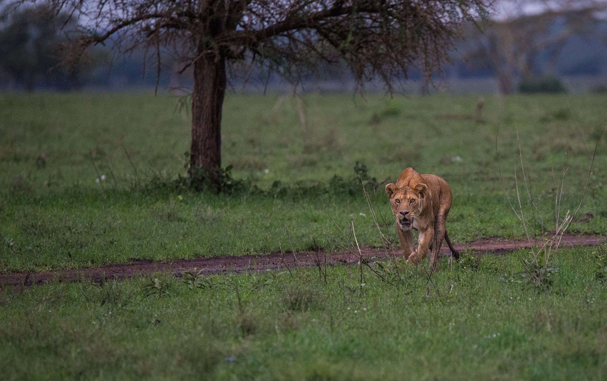 Nikon D600 sample photo. I will eat you photography