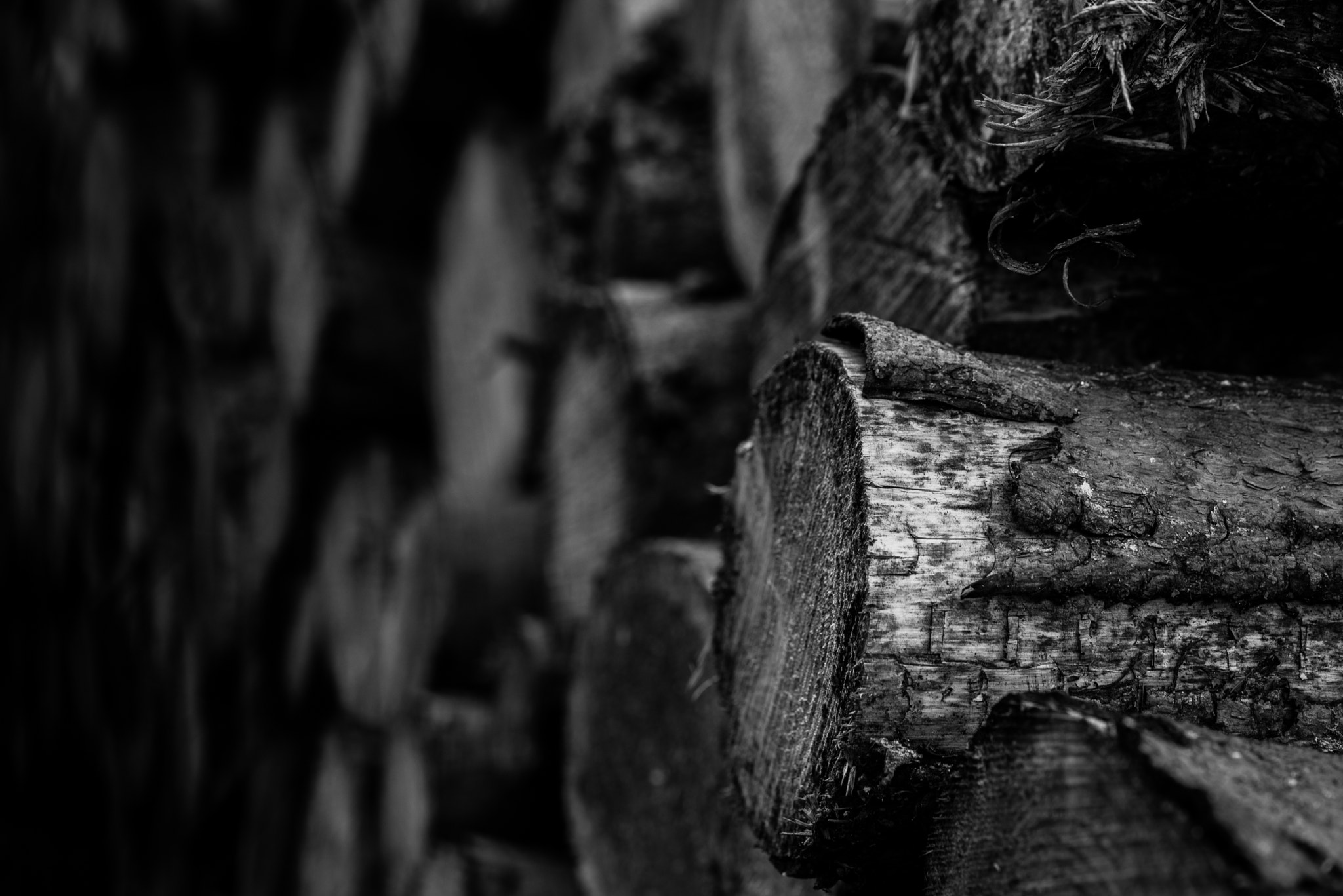 Sigma 105mm F2.8 EX DG OS HSM sample photo. Log in the forest photography