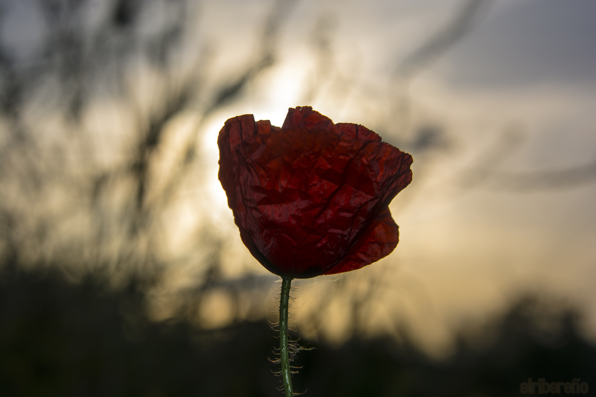 Nikon D7100 sample photo. Amapola x photography