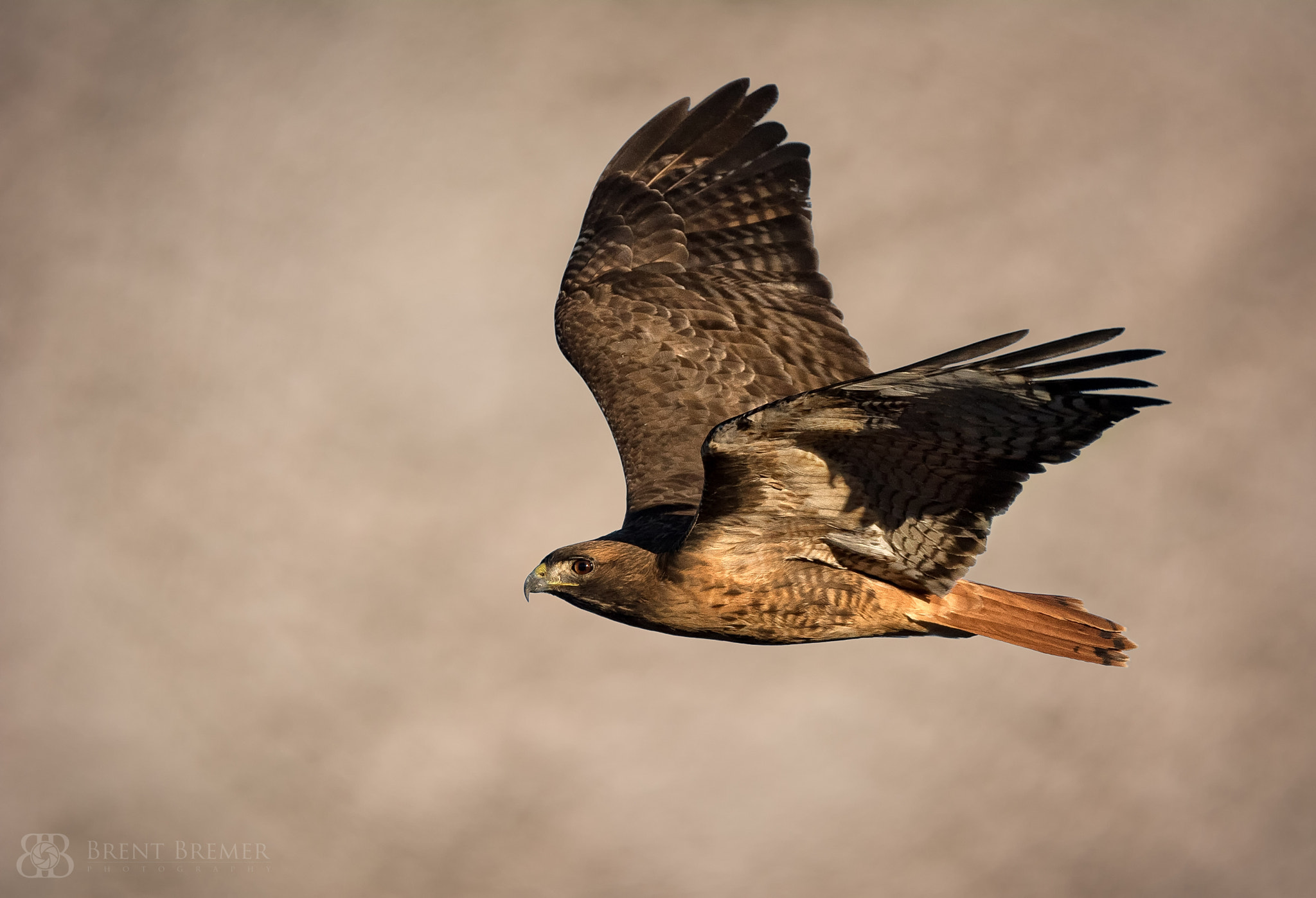 Nikon D810 sample photo. Red tailed hawk hunting photography