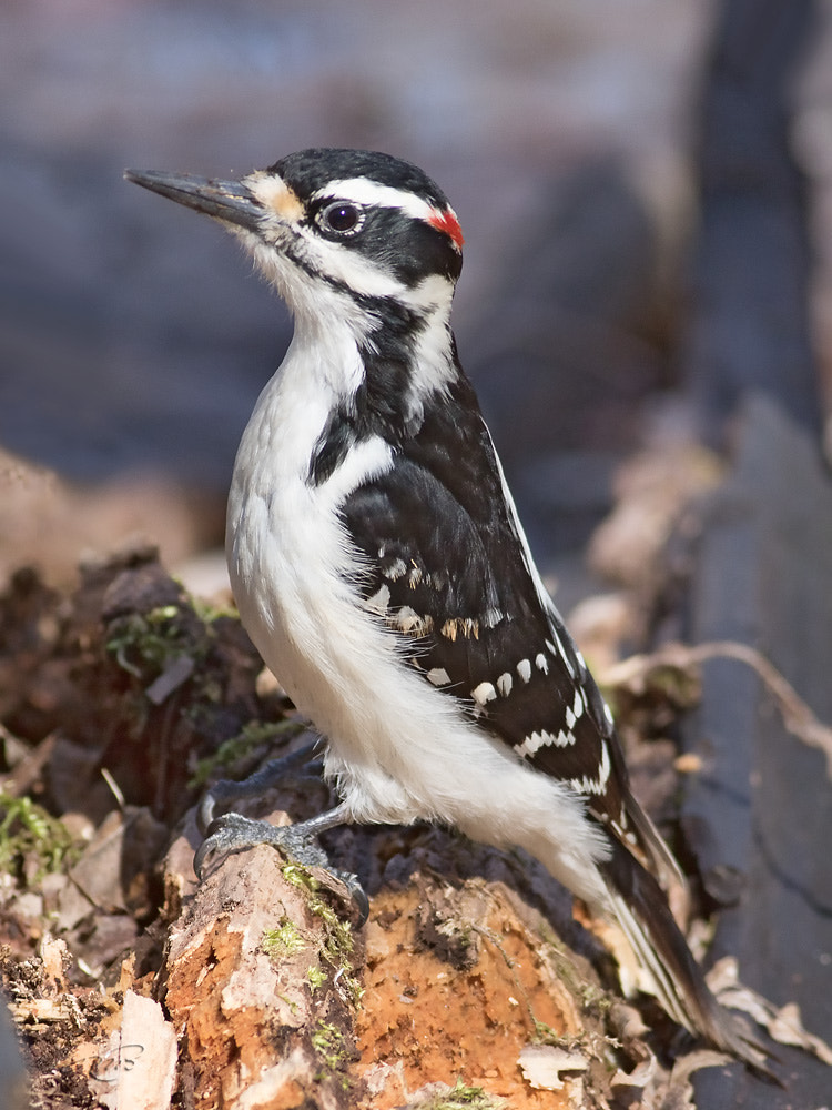 Canon EF 400mm F5.6L USM sample photo. Hairy woodpecker photography