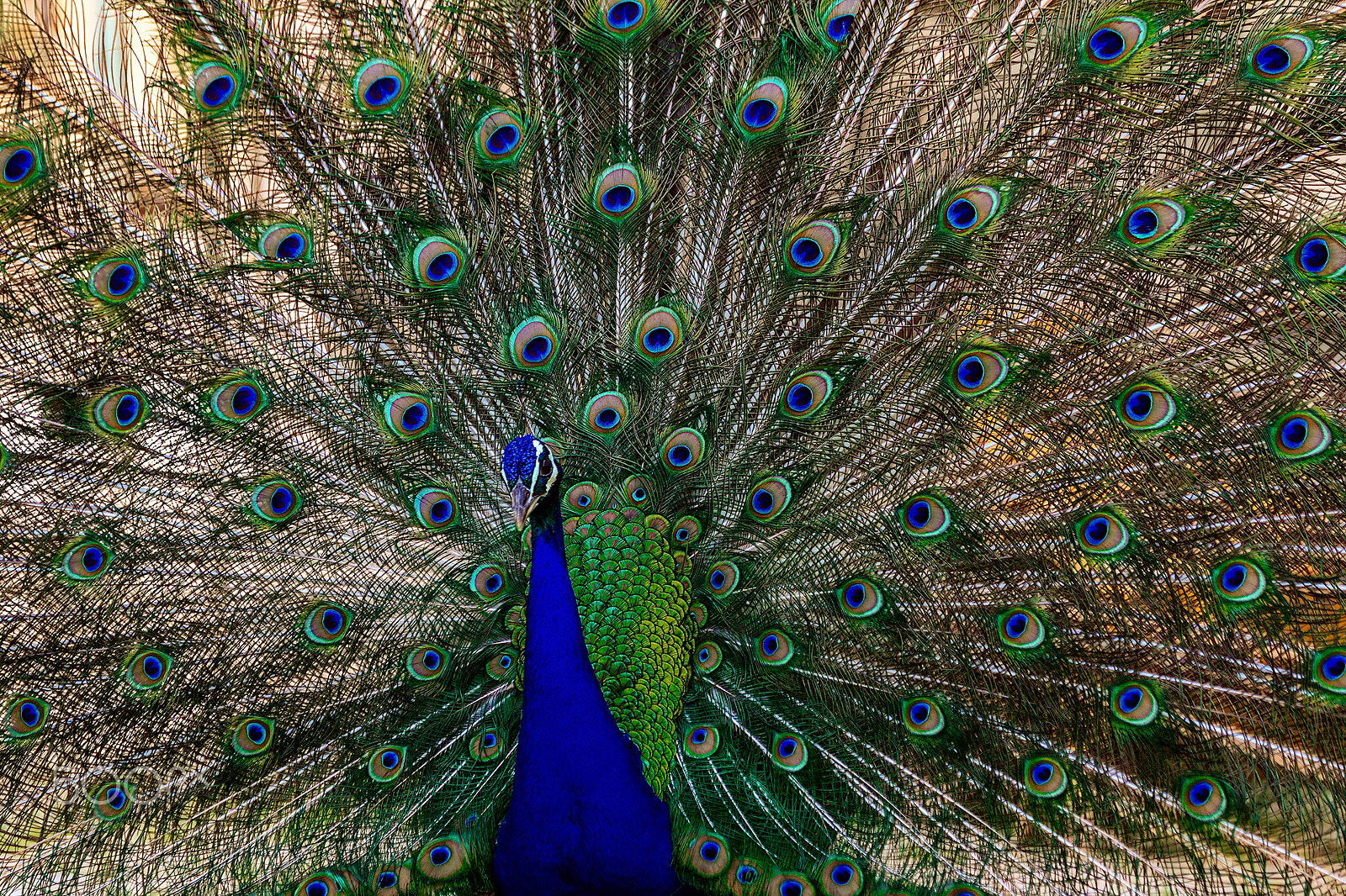 Canon EF 70-300mm F4-5.6 IS USM sample photo. Peacock photography