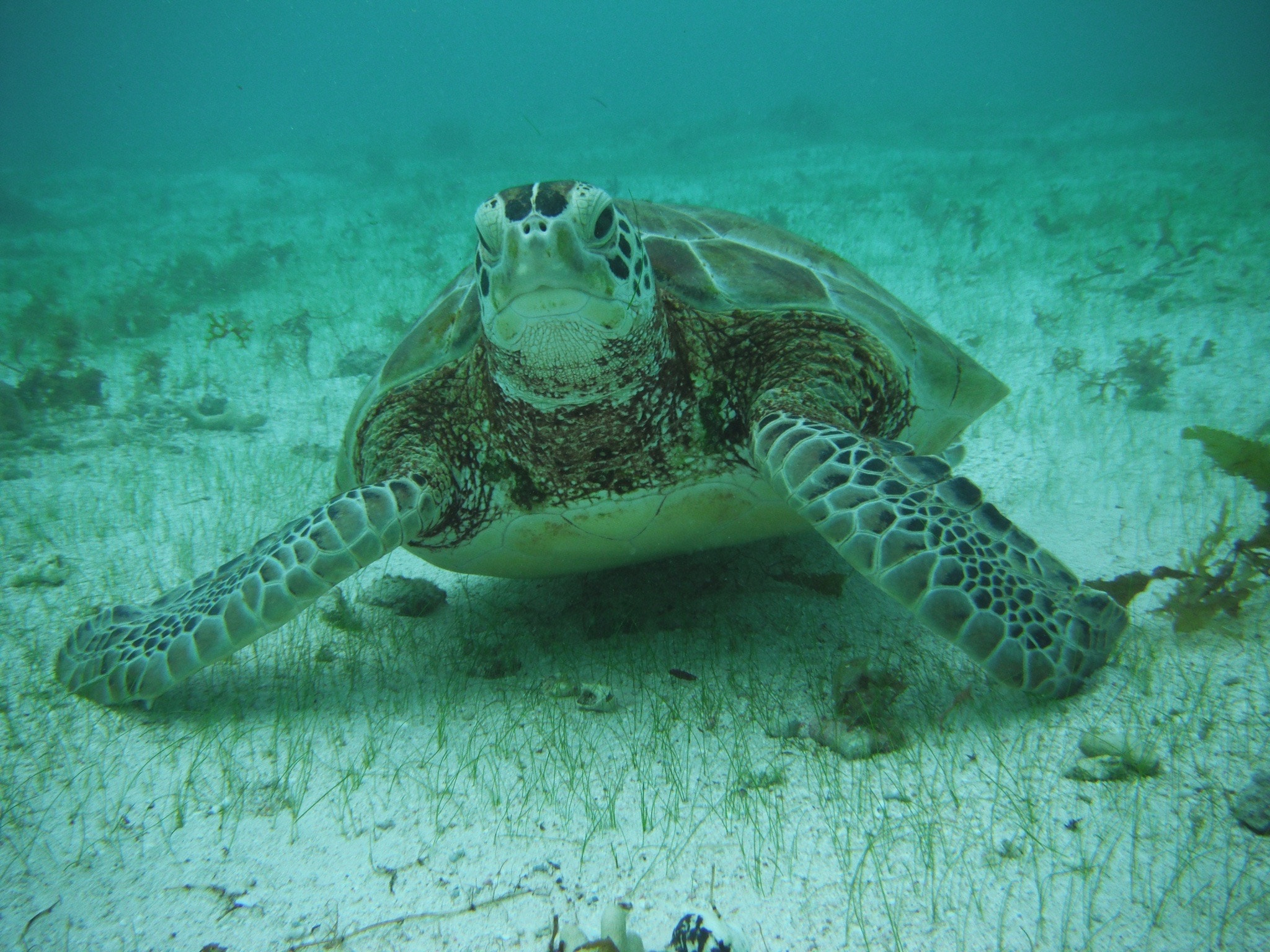 FujiFilm FinePix XP10 (FinePix XP11) sample photo. Sea turtle in guadeloupe, carribean islands photography
