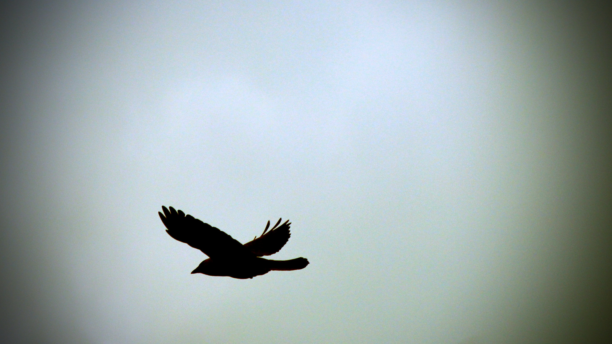 Canon EOS 1200D (EOS Rebel T5 / EOS Kiss X70 / EOS Hi) sample photo. Seagull photography
