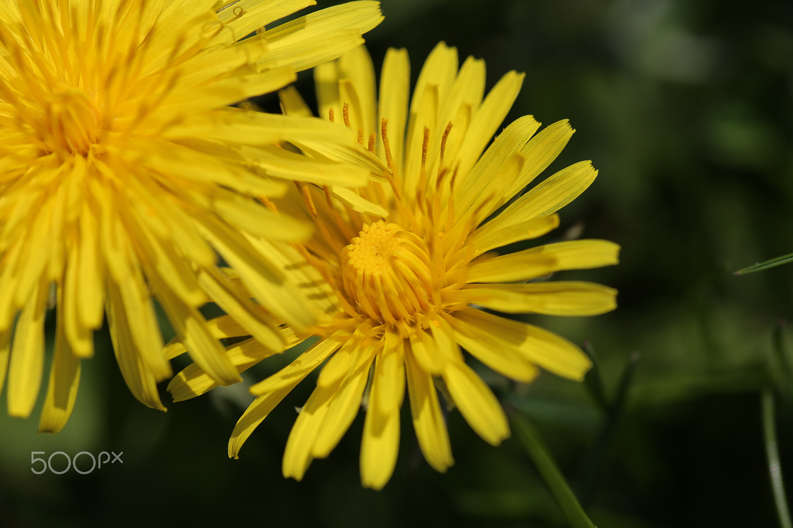 Canon EOS 6D + Sigma 105mm F2.8 EX DG OS HSM sample photo. Nature photography