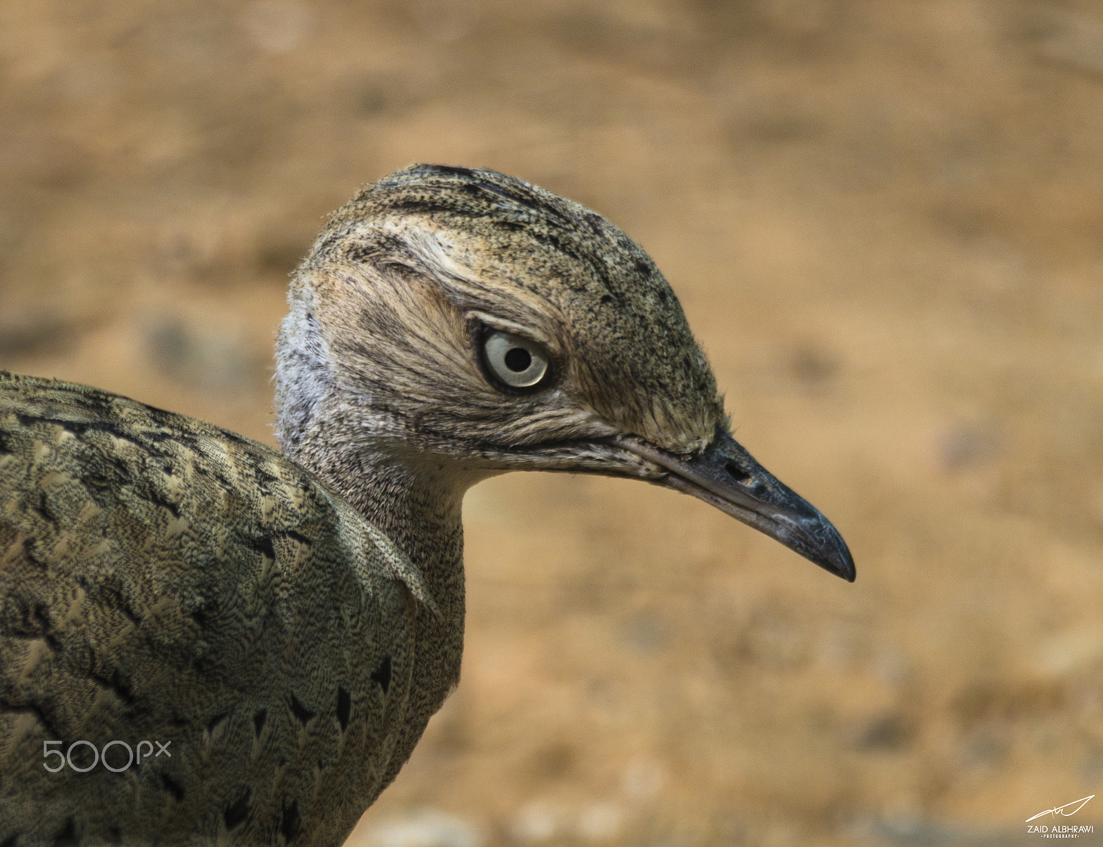 Canon EOS 6D + Sigma 150-500mm F5-6.3 DG OS HSM sample photo. Safari in jordan photography