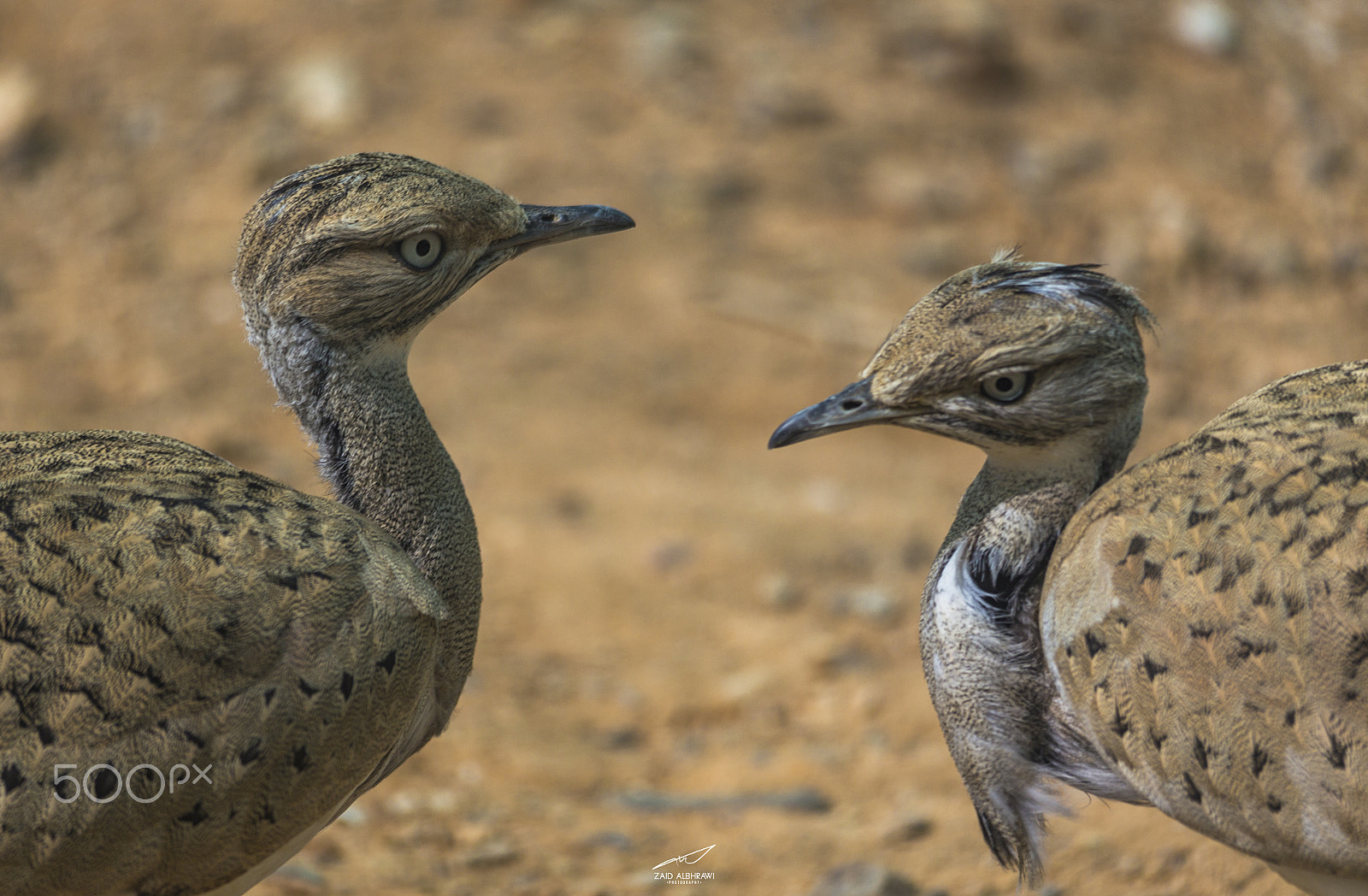 Sigma 150-500mm F5-6.3 DG OS HSM sample photo. Safari in jordan photography