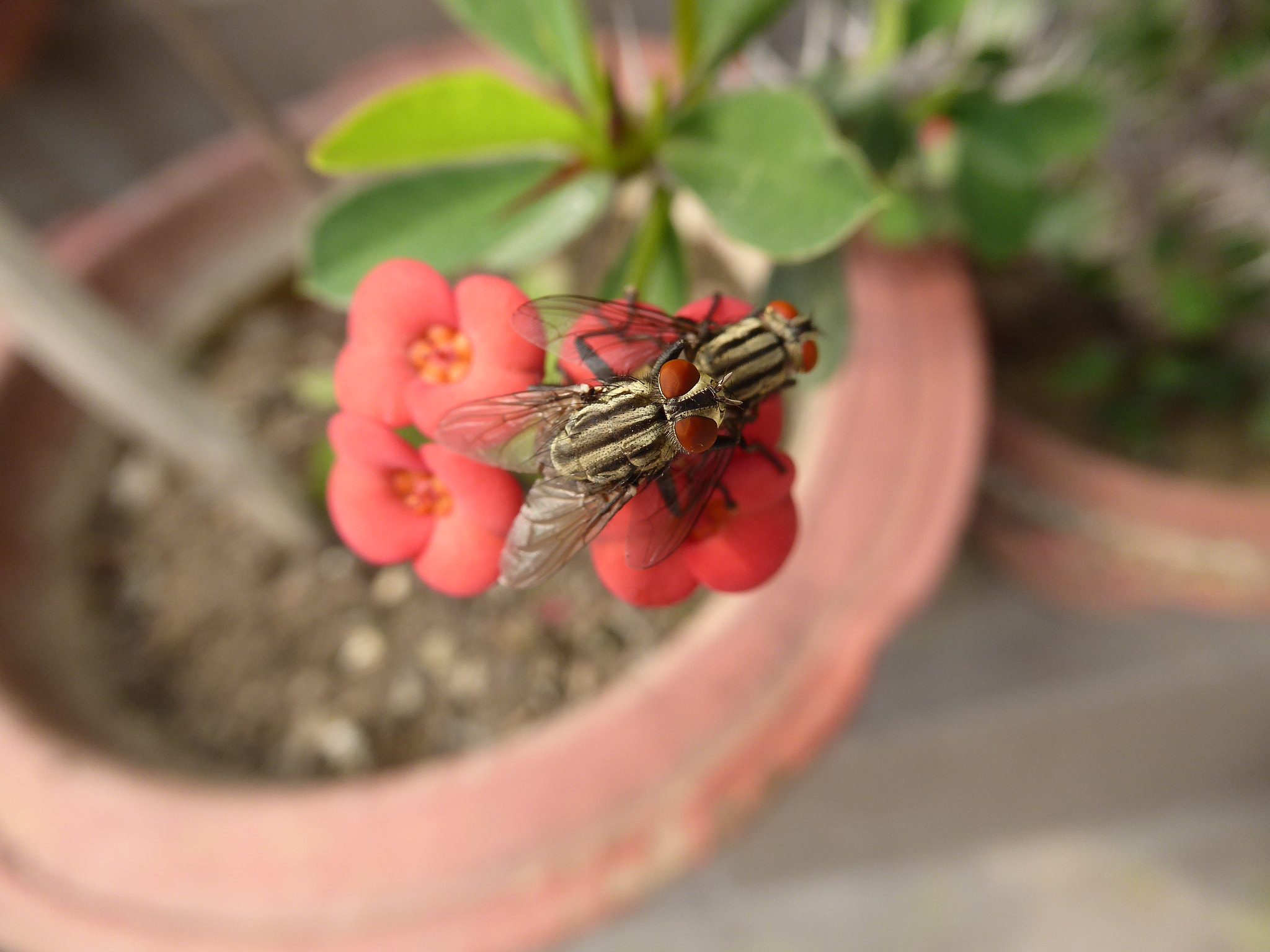 Panasonic Lumix DMC-ZS40 (Lumix DMC-TZ60) sample photo. Flies on flower photography