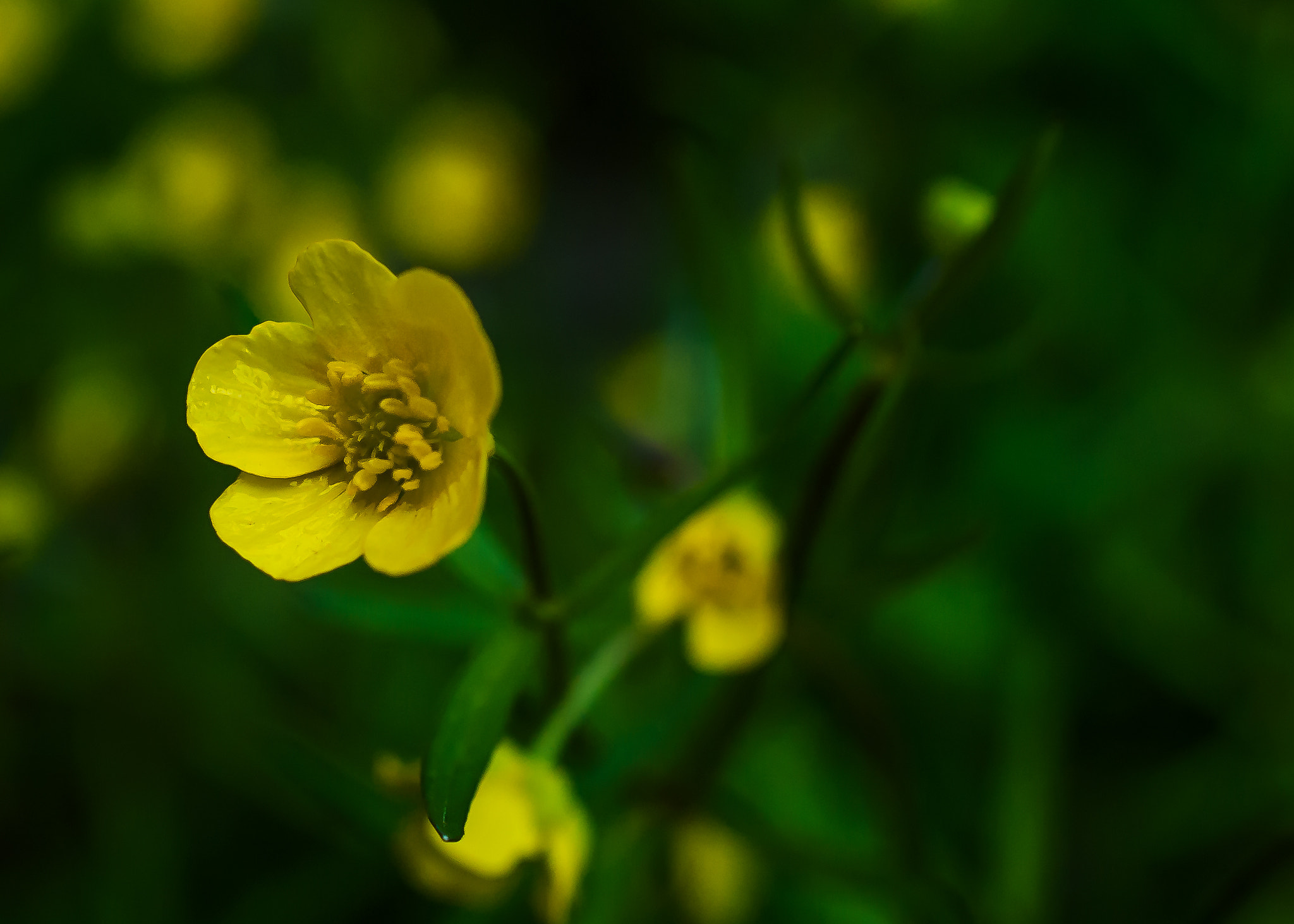 Nikon D4 + Nikon AF-S DX Micro Nikkor 40mm F2.8 sample photo. Field buttercup photography