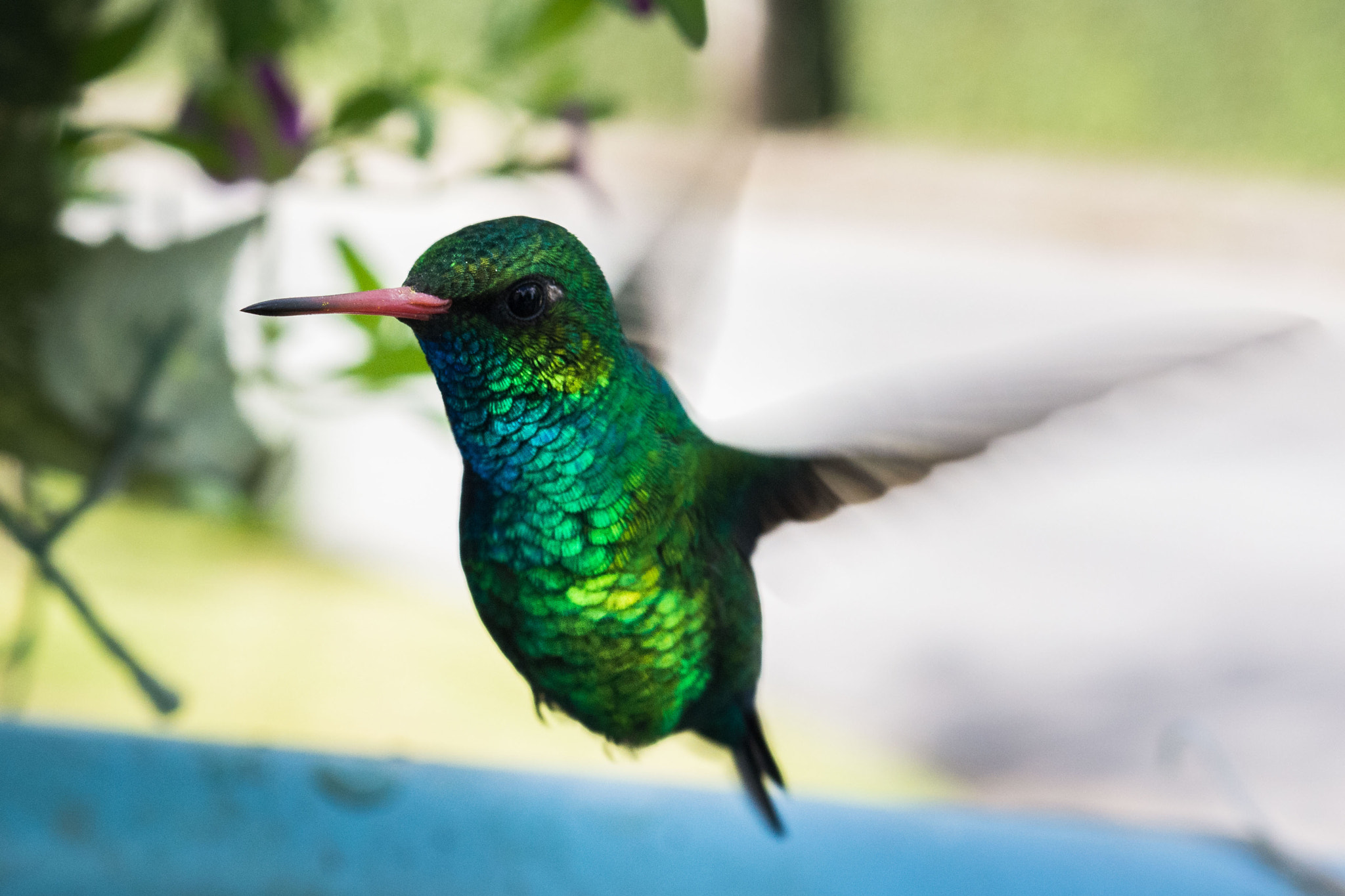 Nikon D7100 sample photo. Verde / vivid(o) / green photography