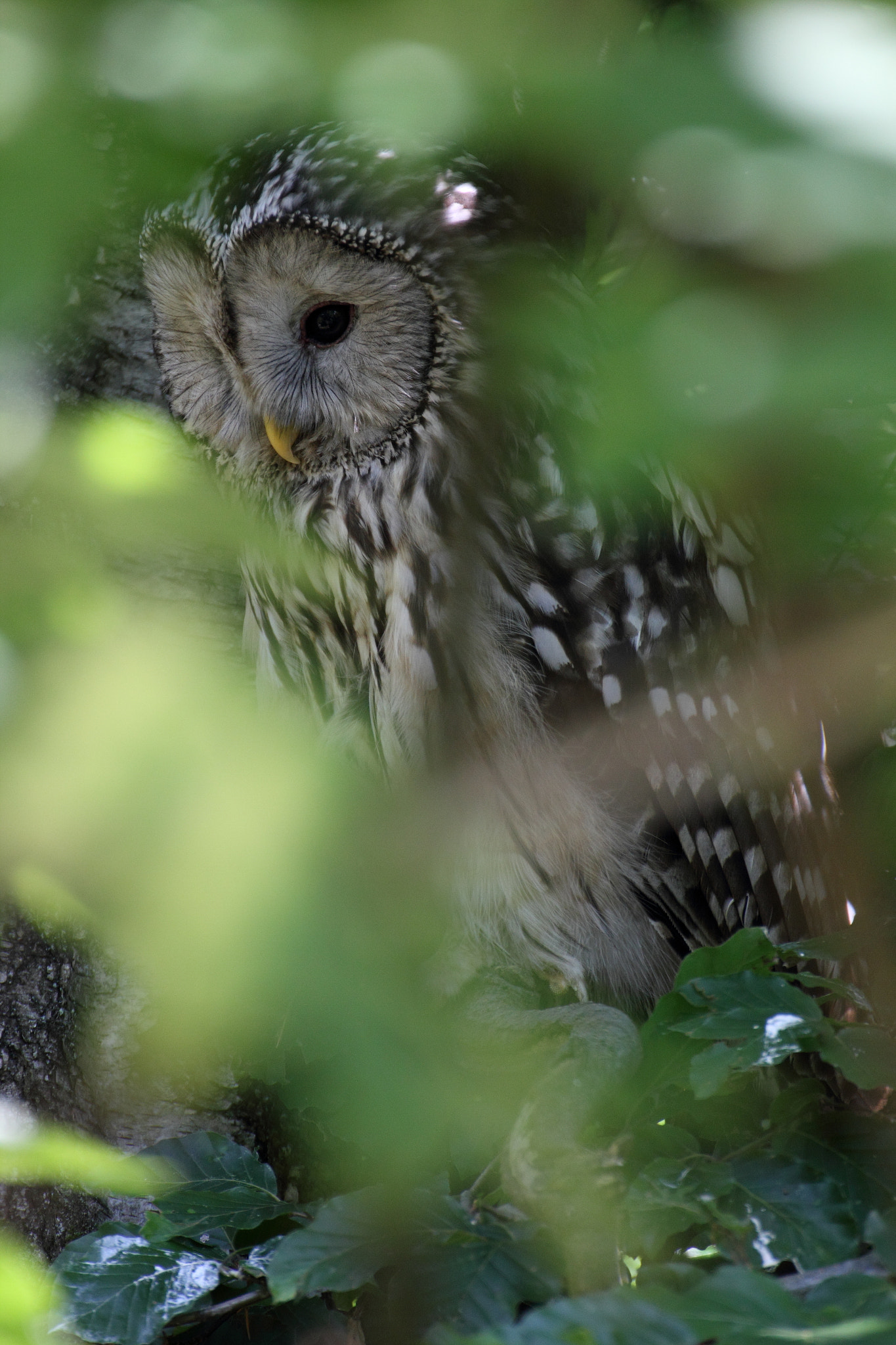 Canon 70-300mm sample photo. Ural owl photography