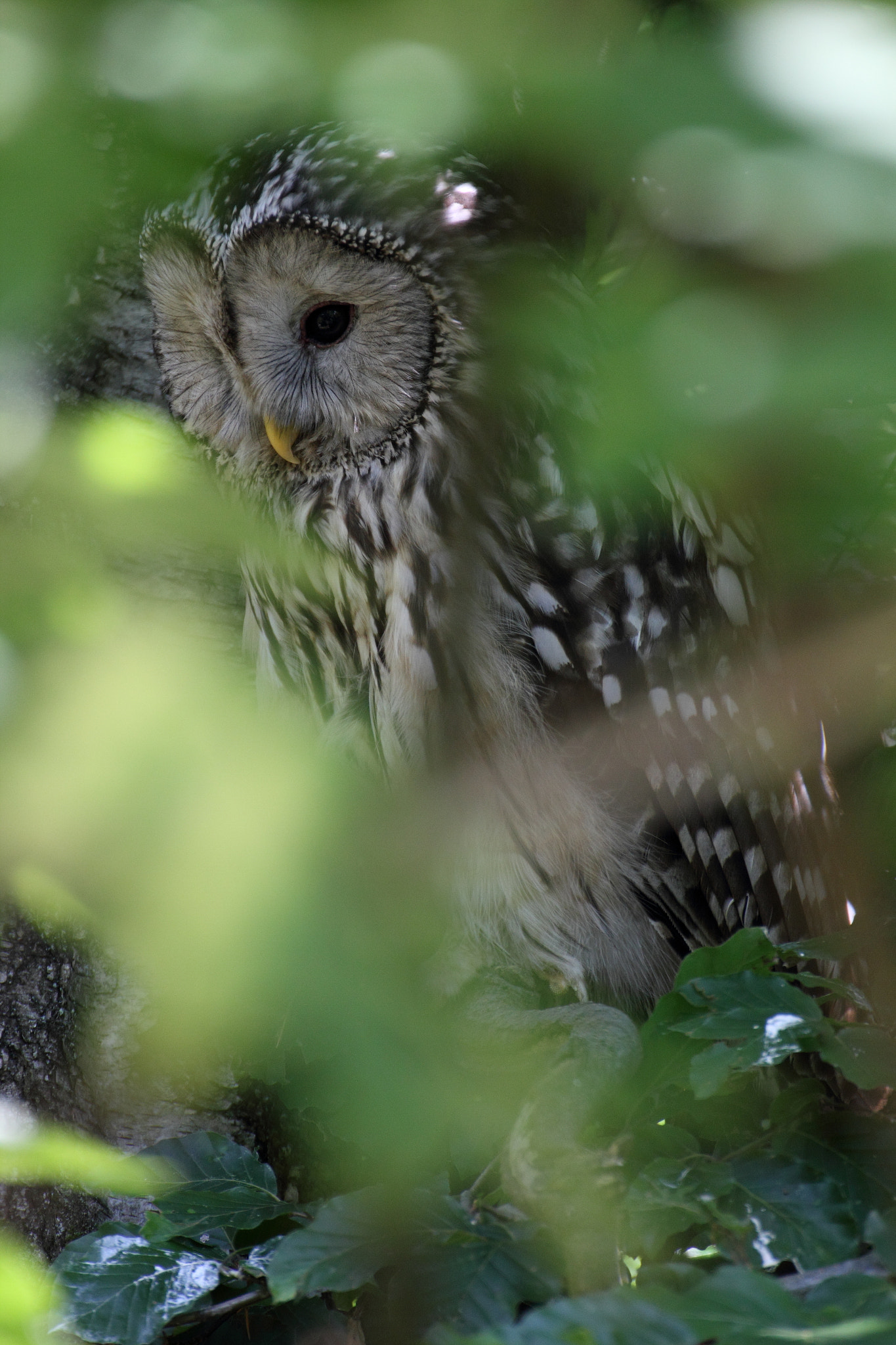 Canon EOS 550D (EOS Rebel T2i / EOS Kiss X4) sample photo. Ural owl photography