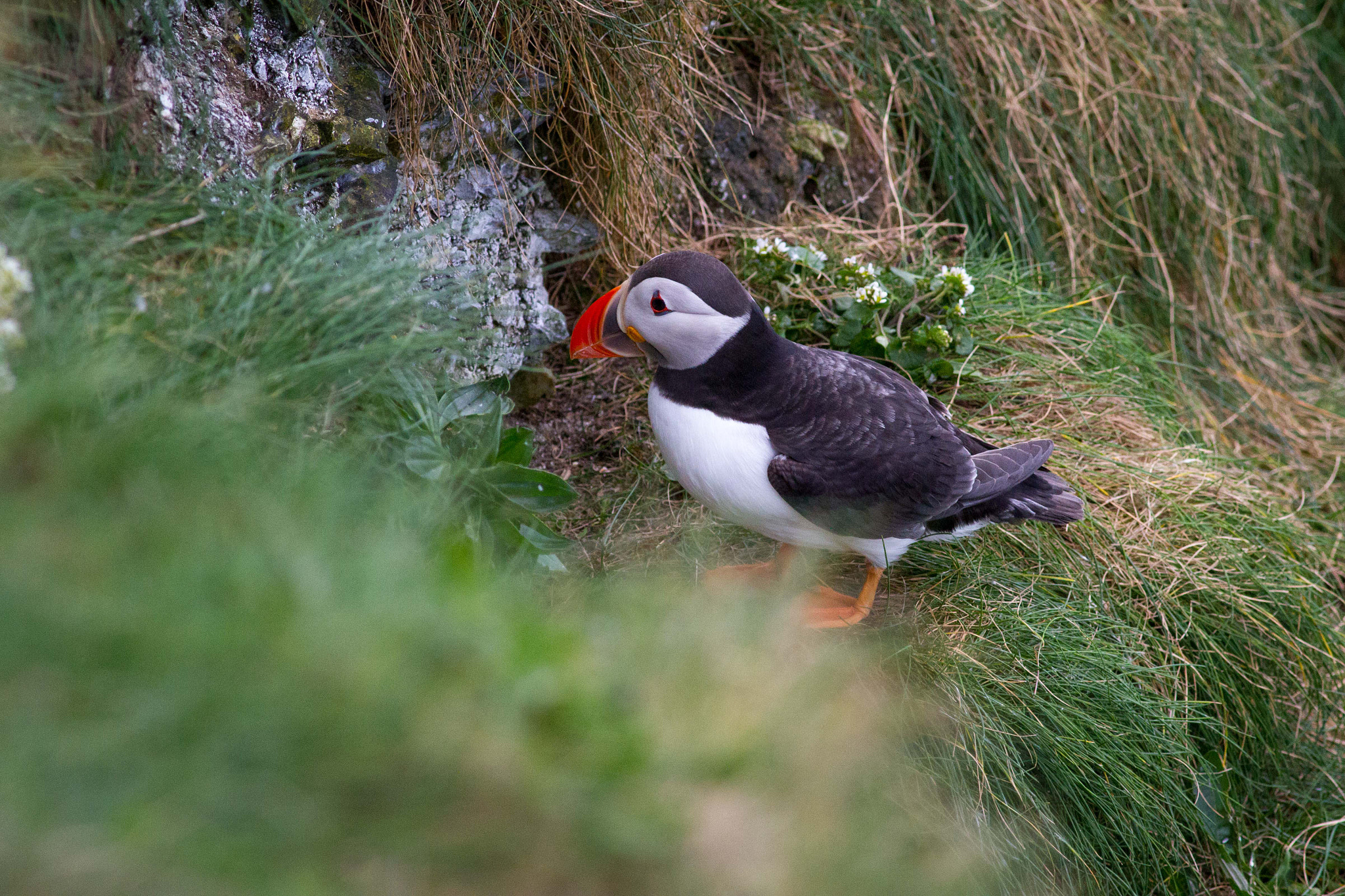 Canon EF 400mm F5.6L USM sample photo. Puffin photography